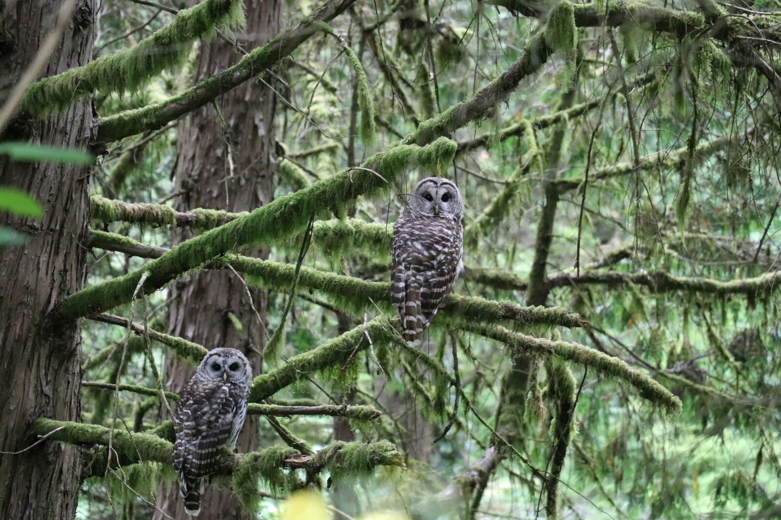 Canon EOS 80D sample photo. Owl, oregon, tree photography