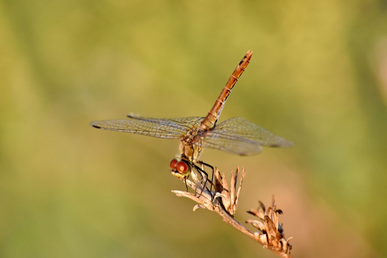 Nikon D5500 sample photo. Animal, beautiful photo, biology photography