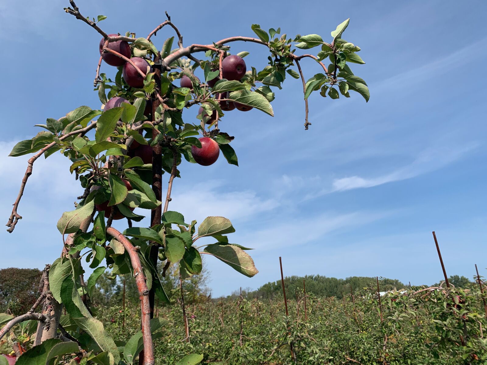 iPhone XS Max back dual camera 4.25mm f/1.8 sample photo. Apples, fall, sky photography