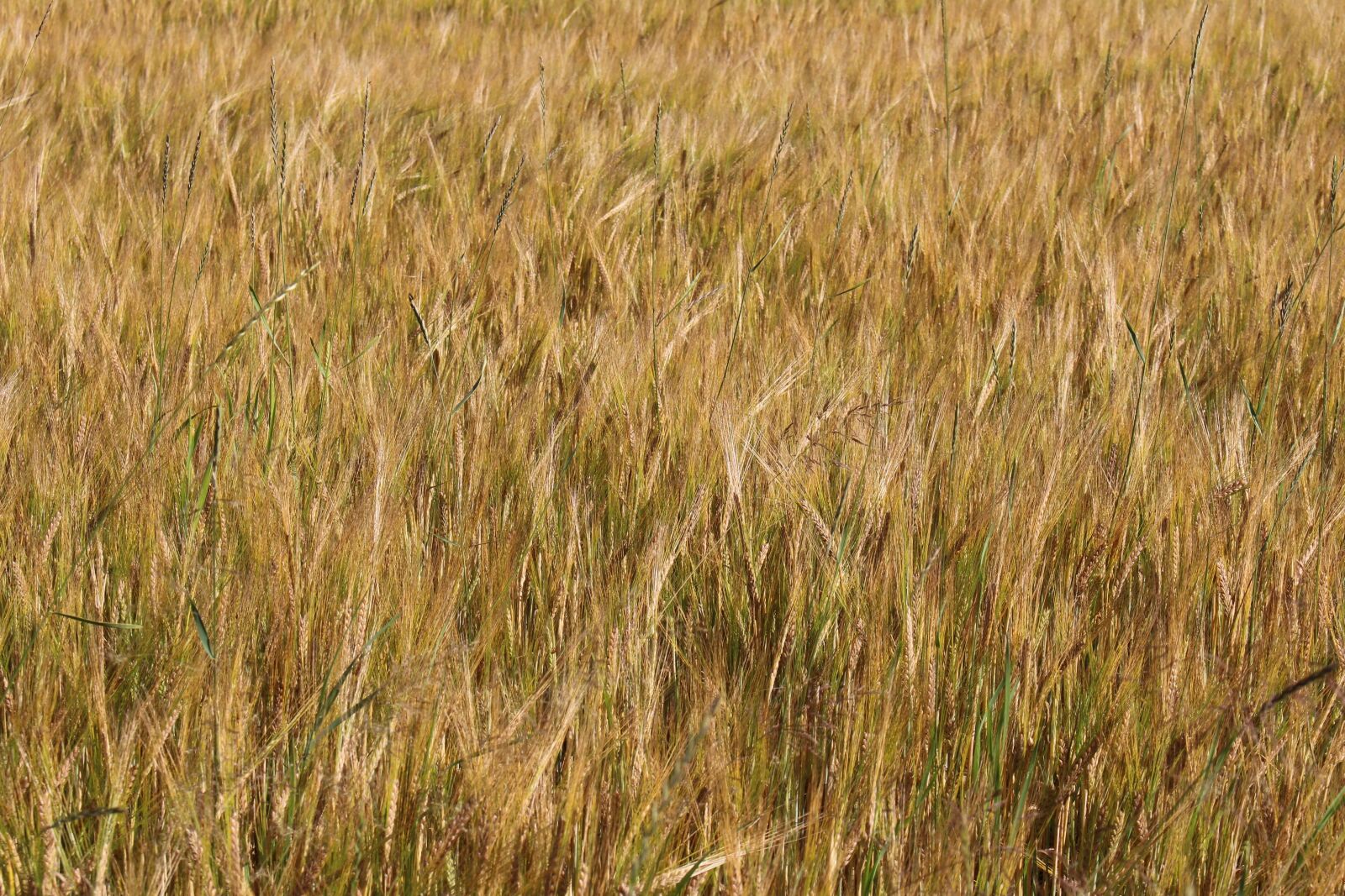 Canon EOS 100D (EOS Rebel SL1 / EOS Kiss X7) sample photo. Field, barley, arable photography