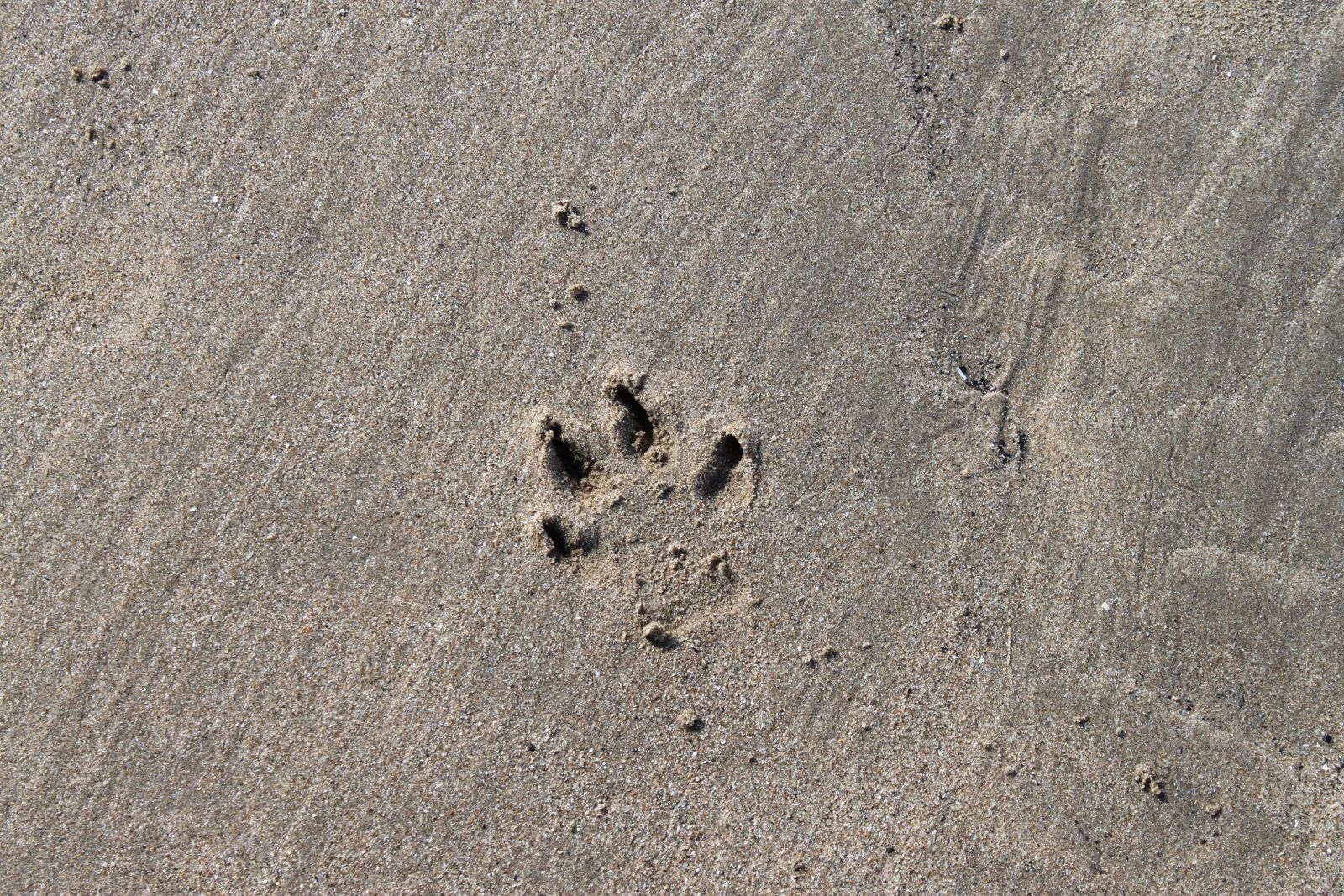 Canon EOS 500D (EOS Rebel T1i / EOS Kiss X3) sample photo. Beach, footprint, paw photography