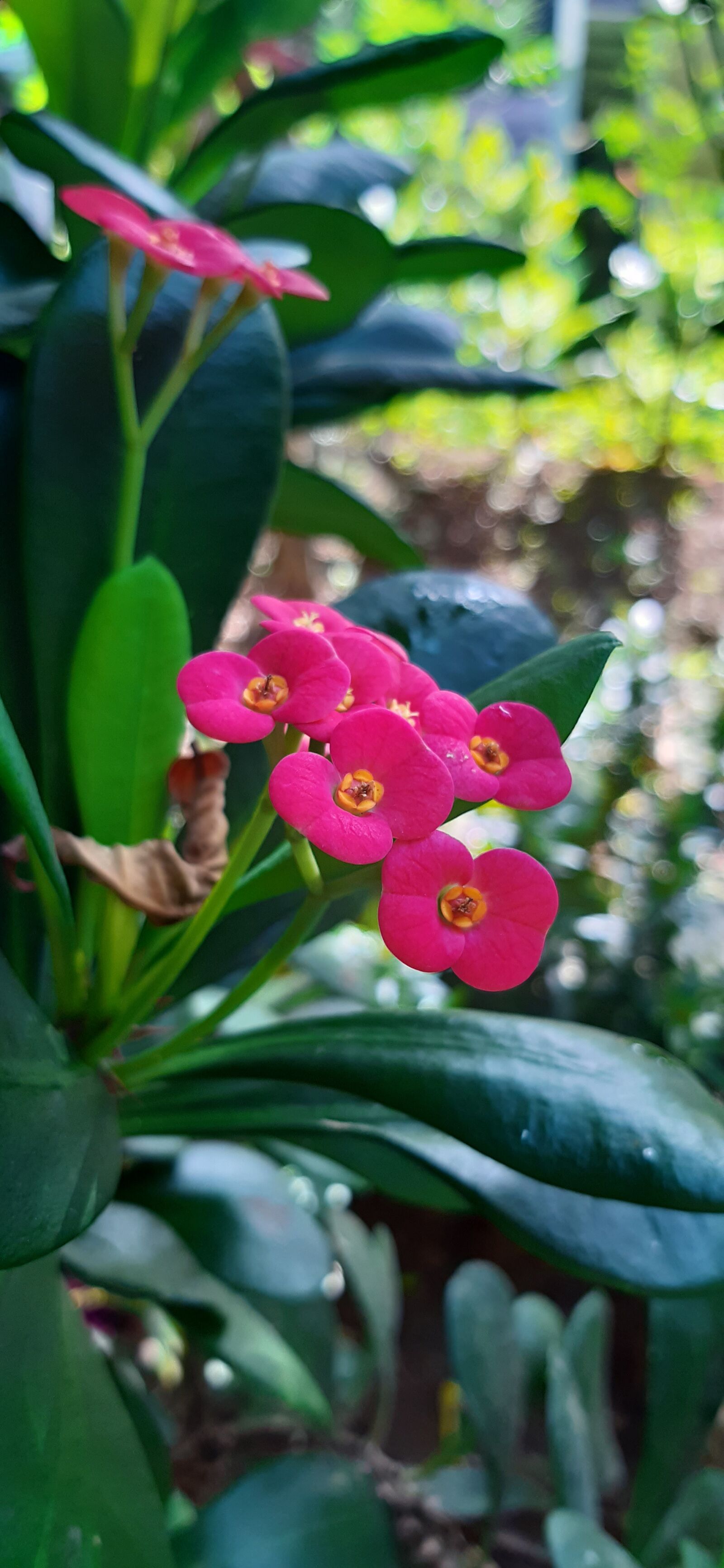 Samsung Galaxy A30 sample photo. Nature, red, blossom photography