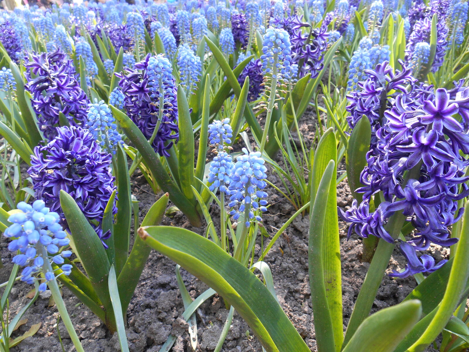Nikon Coolpix S3500 sample photo. Absi, beautiful, flowers, blue photography