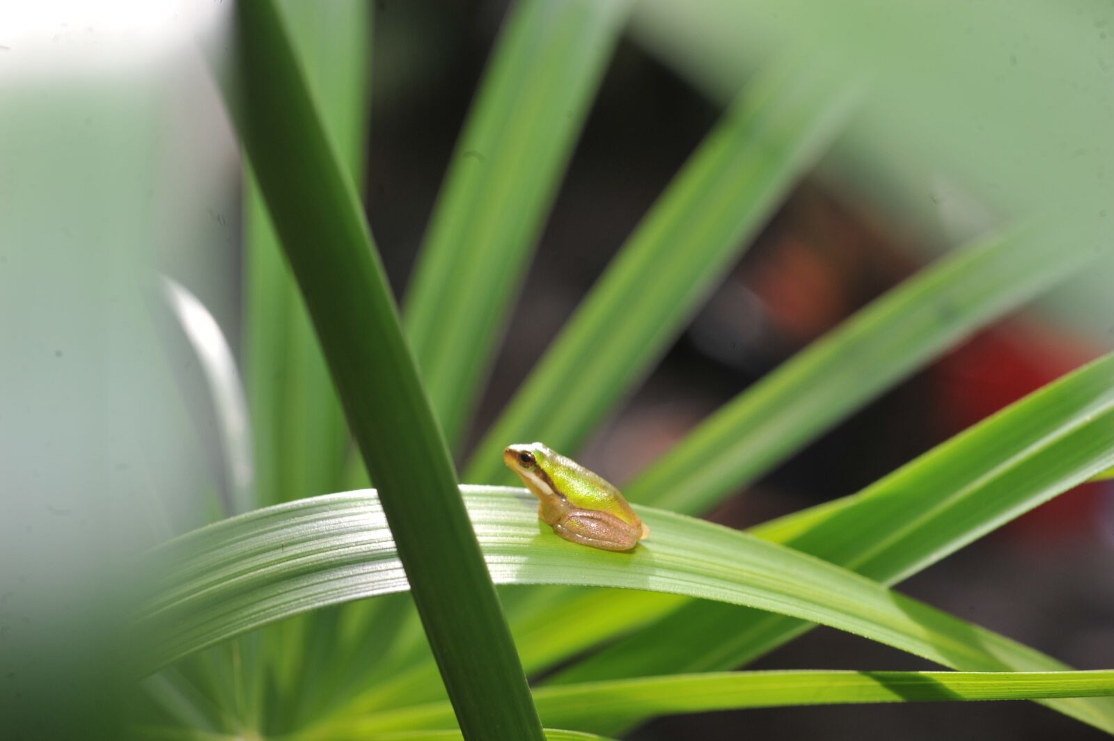 Nikon D700 sample photo. Green tree frog, small photography