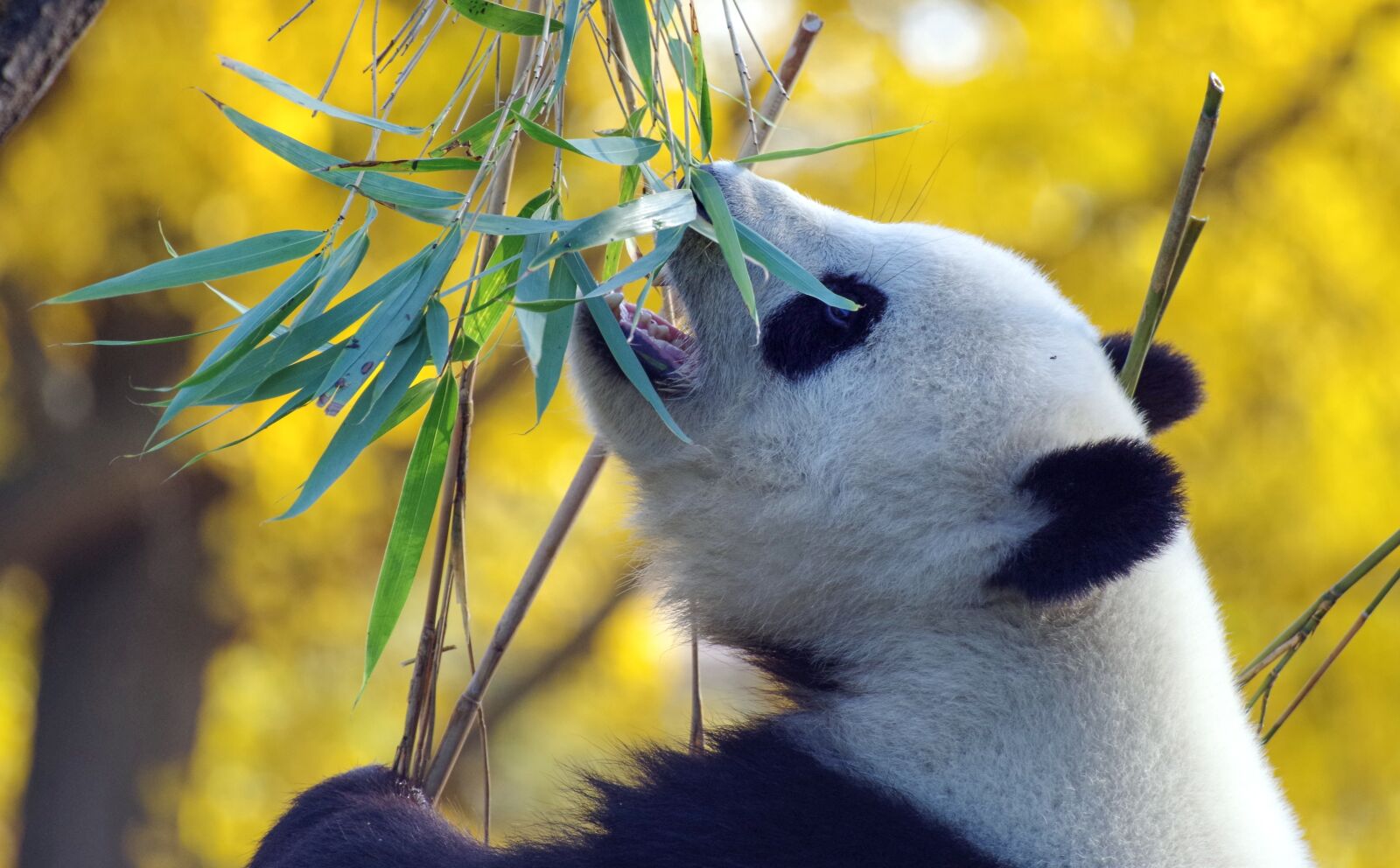 Pentax K-30 sample photo. Panda, bamboo, bear photography