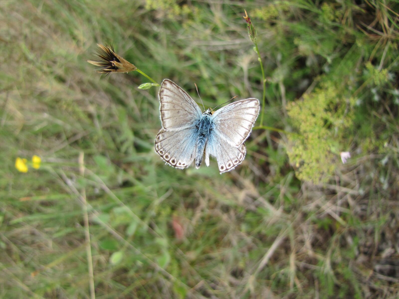Canon PowerShot SX20 IS sample photo. Butterfly, nature, blue photography