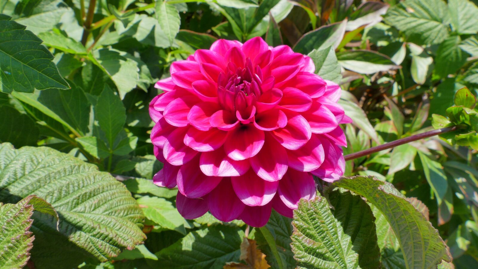 Panasonic Lumix DMC-FZ1000 sample photo. Dalia, flower, summer photography