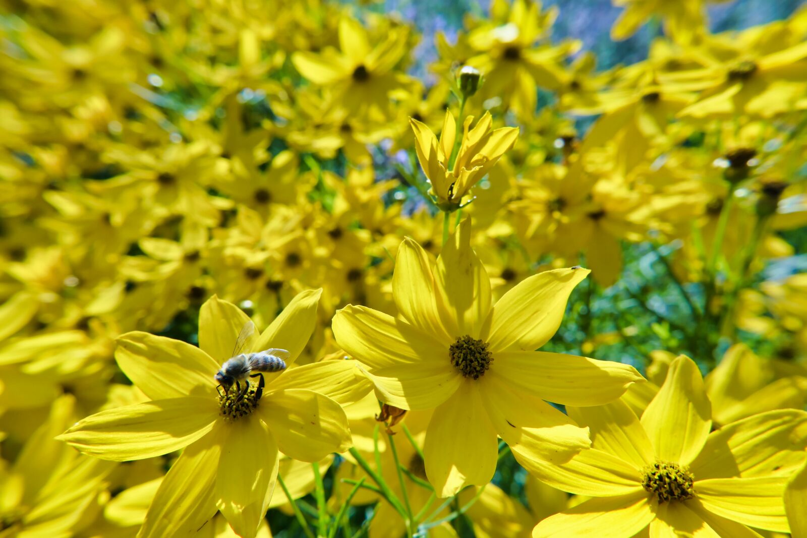 Panasonic DC-FZ10002 sample photo. Eyes girl, coreopsis, calliopsis photography