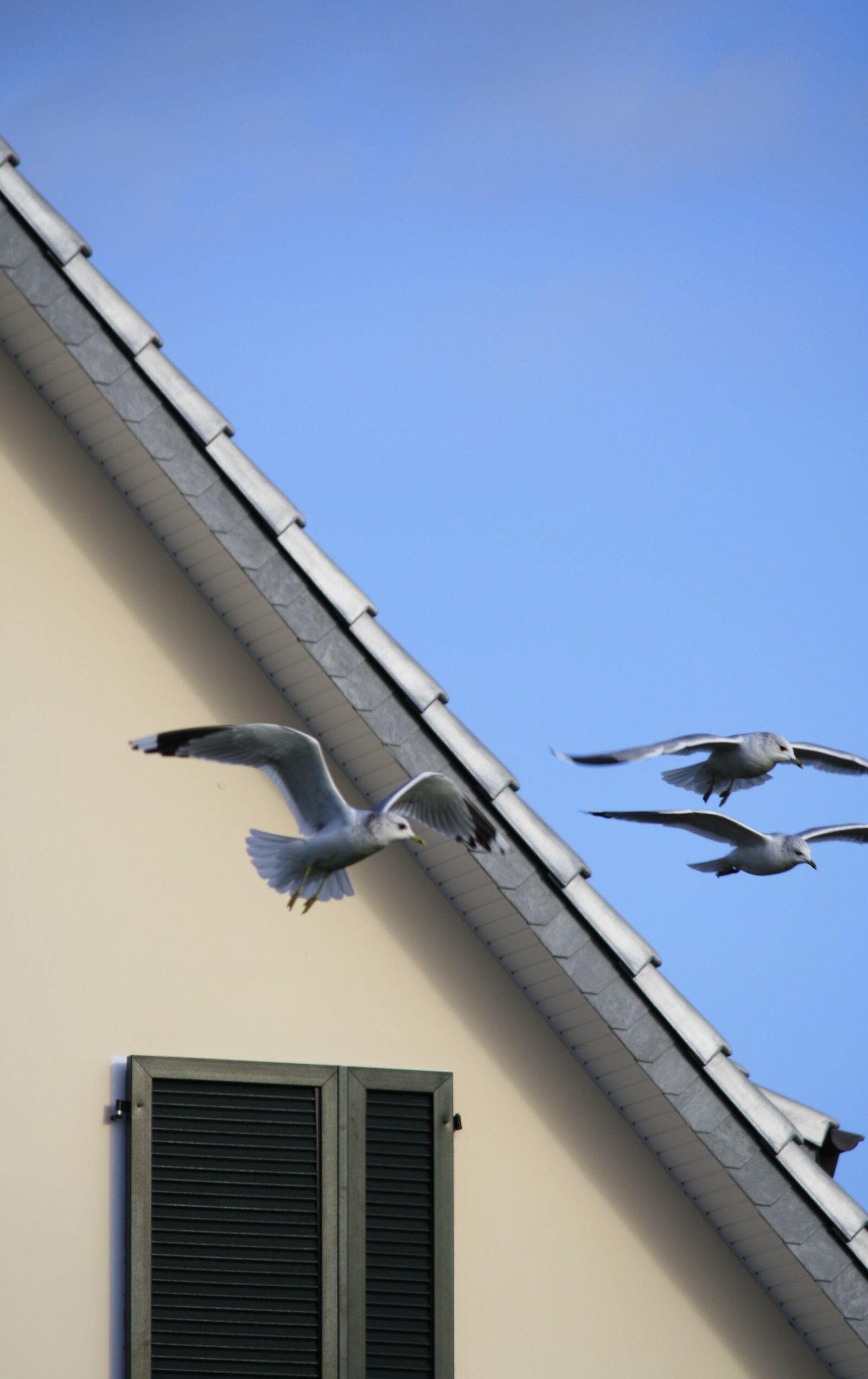 Canon EOS 1000D (EOS Digital Rebel XS / EOS Kiss F) sample photo. Gull, sky, birds photography