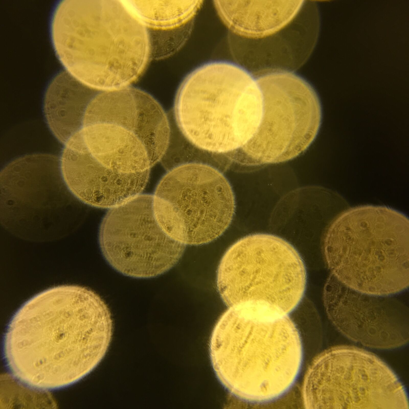 Apple iPhone 6 sample photo. Lighting, closeup, light chain photography