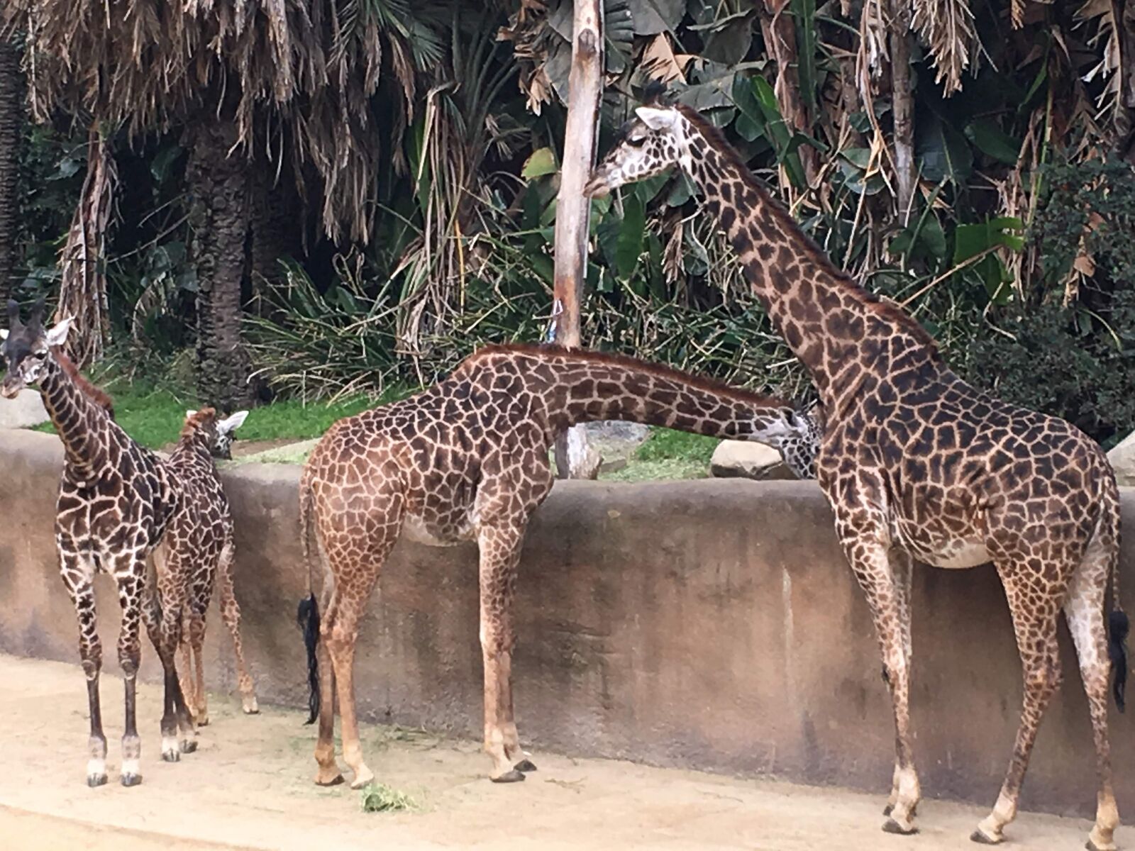 iPhone 6s Plus back camera 4.15mm f/2.2 sample photo. Giraffes, zoo photography