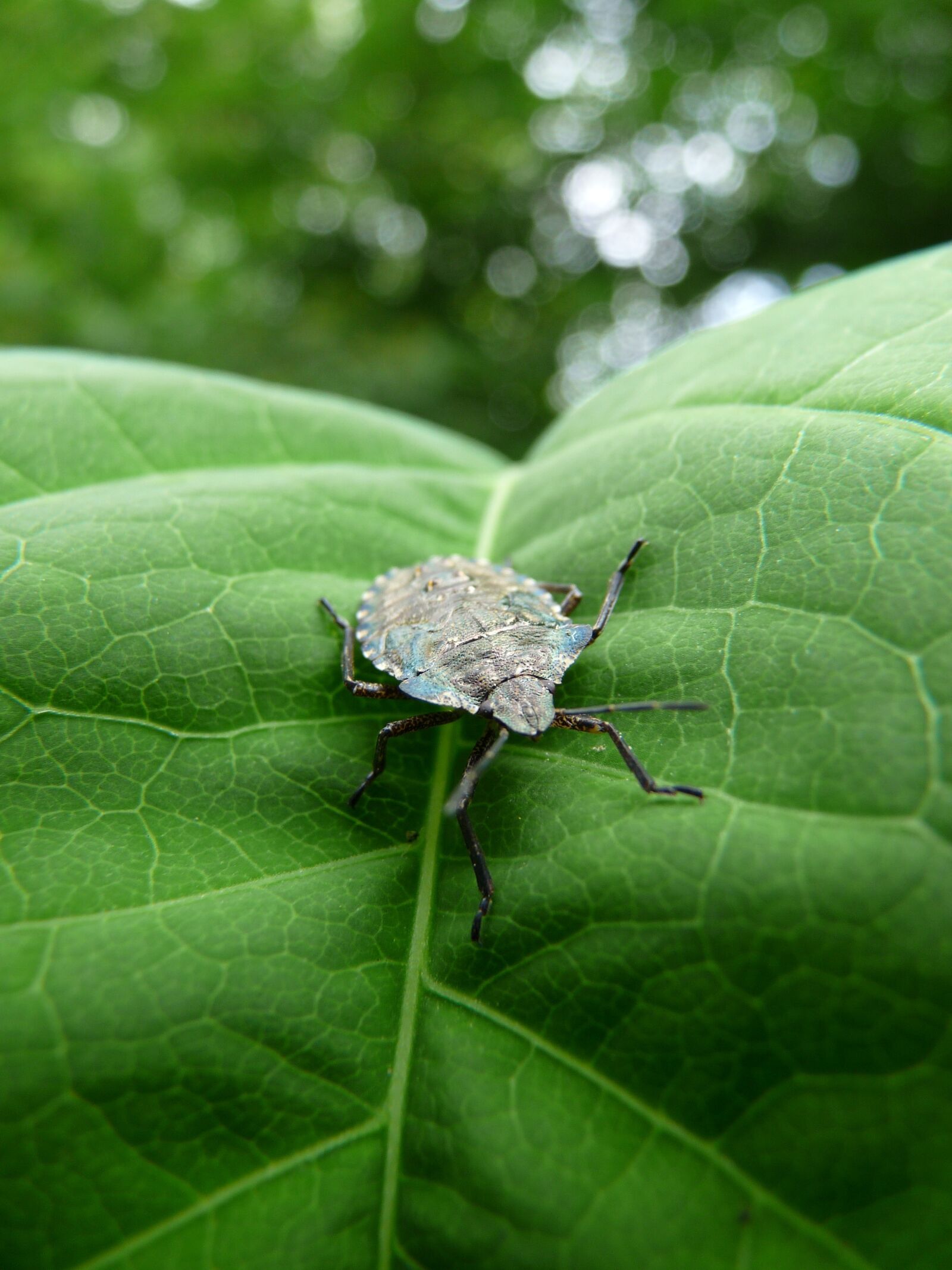 Panasonic Lumix DMC-FZ28 sample photo. Bug, leaf, nature photography