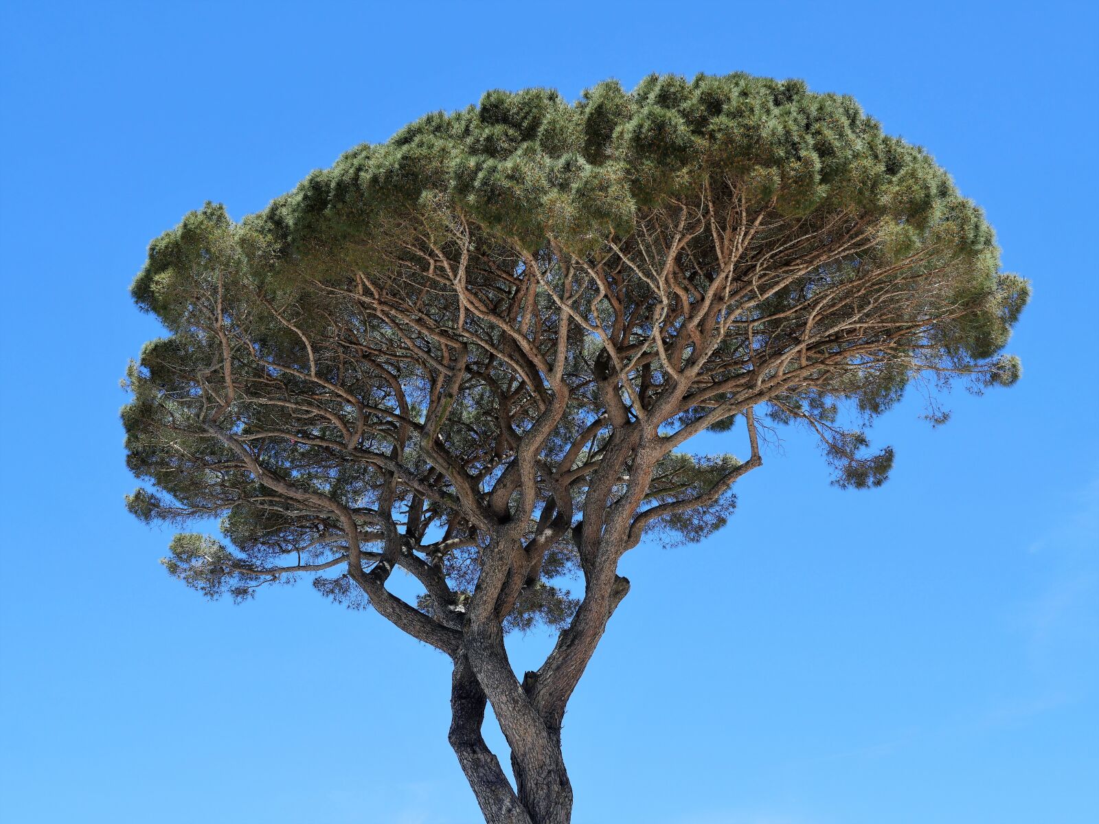 Panasonic Lumix DMC-GX8 sample photo. Pine, crown, stone jaw photography