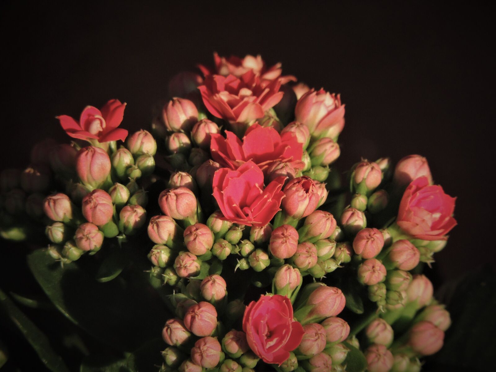 Nikon Coolpix P510 sample photo. Flower, plant, pot photography
