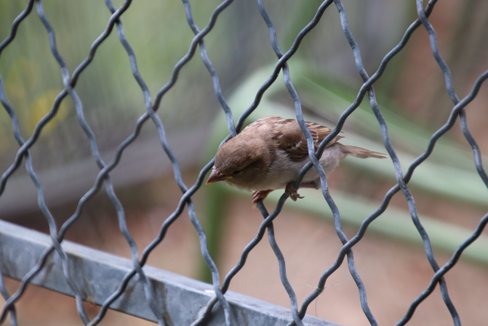 Canon EOS 800D (EOS Rebel T7i / EOS Kiss X9i) sample photo. Sparrow, birds, animals photography