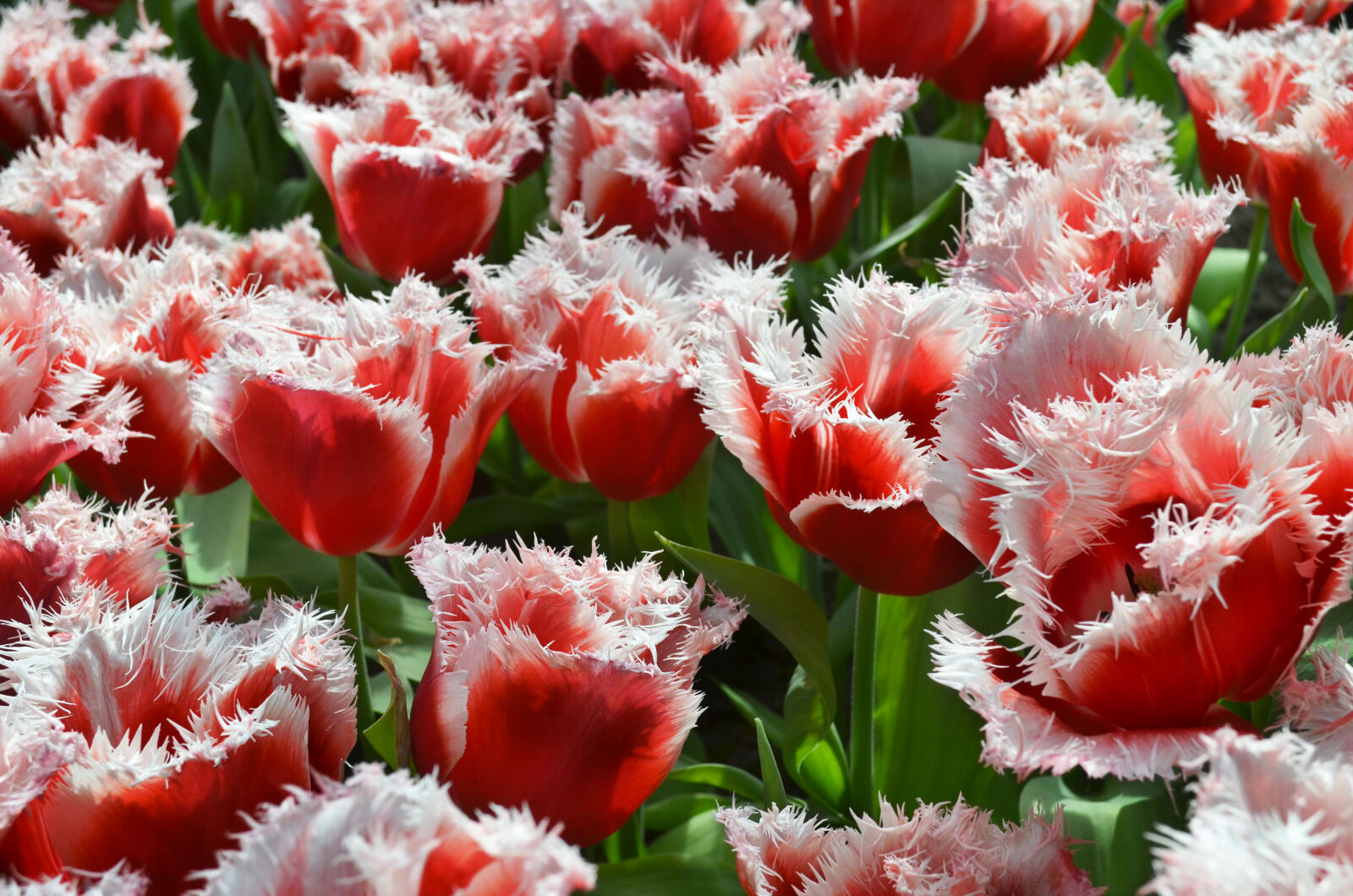 Nikon D5100 sample photo. Flower, flowers, garden, nature photography