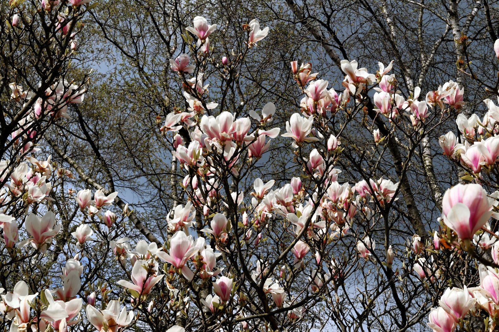 Sony SLT-A58 + Sony Planar T* 50mm F1.4 ZA SSM sample photo. Magnolia tree, flowers, spring photography