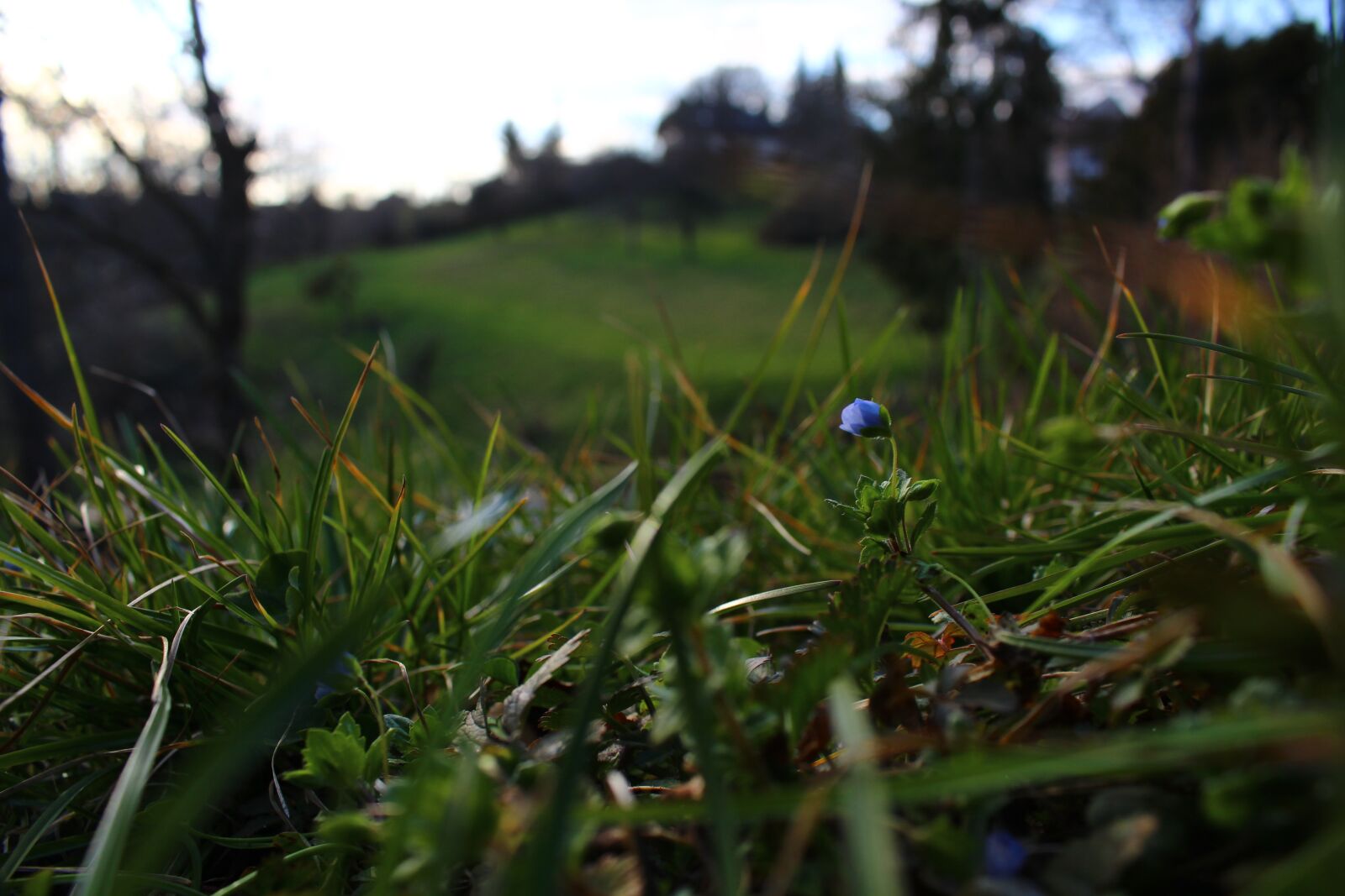Canon EOS 600D (Rebel EOS T3i / EOS Kiss X5) sample photo. Flower, grass, nature photography