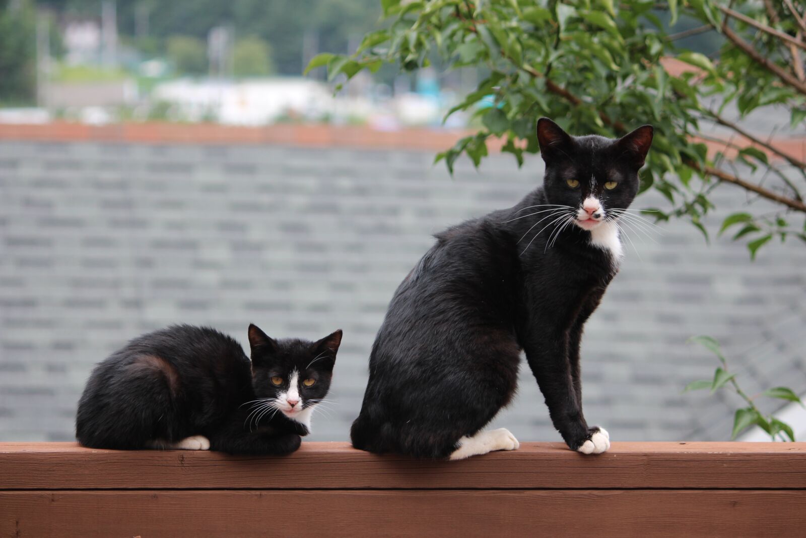 Canon EF-S 55-250mm F4-5.6 IS sample photo. Cat, pet, baby cats photography