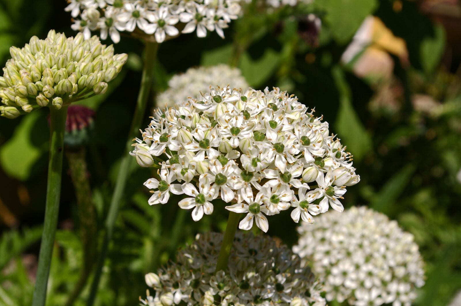 Pentax *ist DL2 sample photo. Ornamental onion, white zierlauch photography