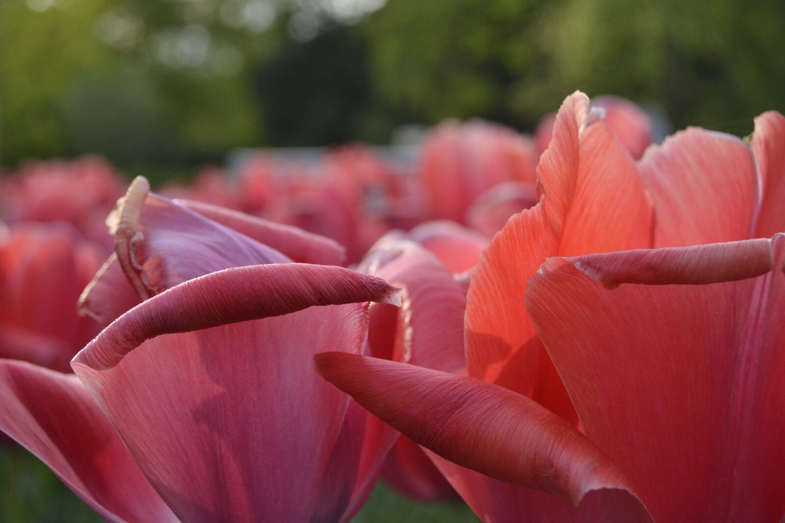 Nikon D3100 sample photo. Tulips, flowers, nature photography