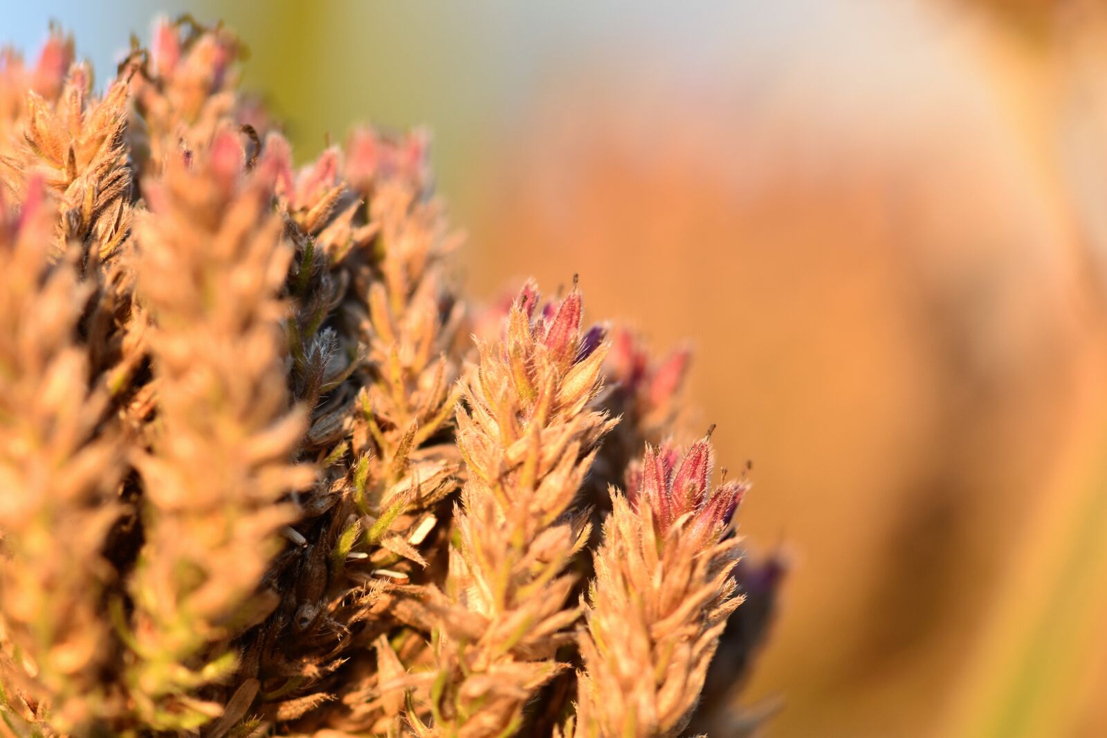 Nikon D5500 sample photo. Verbena, plant, blossom photography