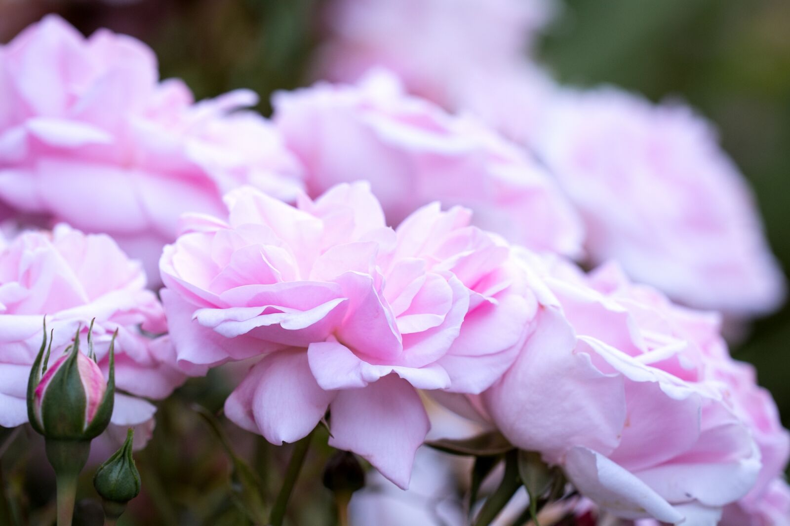 Nikon D7100 sample photo. Roses, pink, pink roses photography