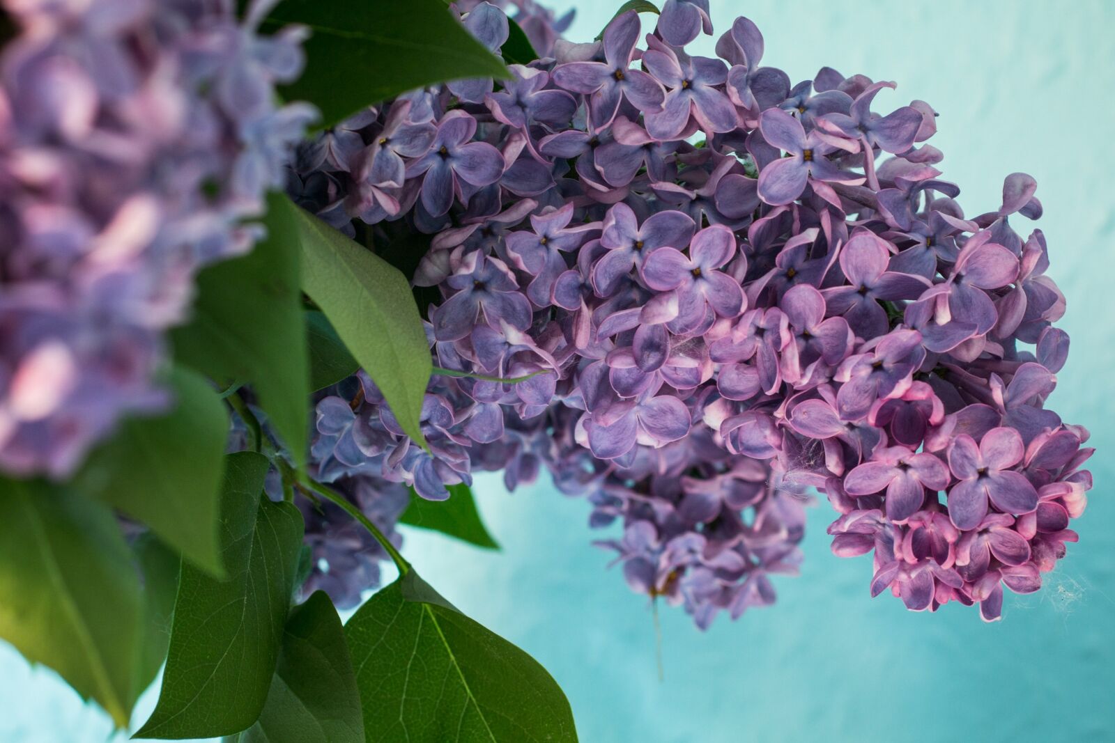 Canon EOS 70D + Canon EF 50mm F2.5 Macro sample photo. Lilac, syringa, bush photography