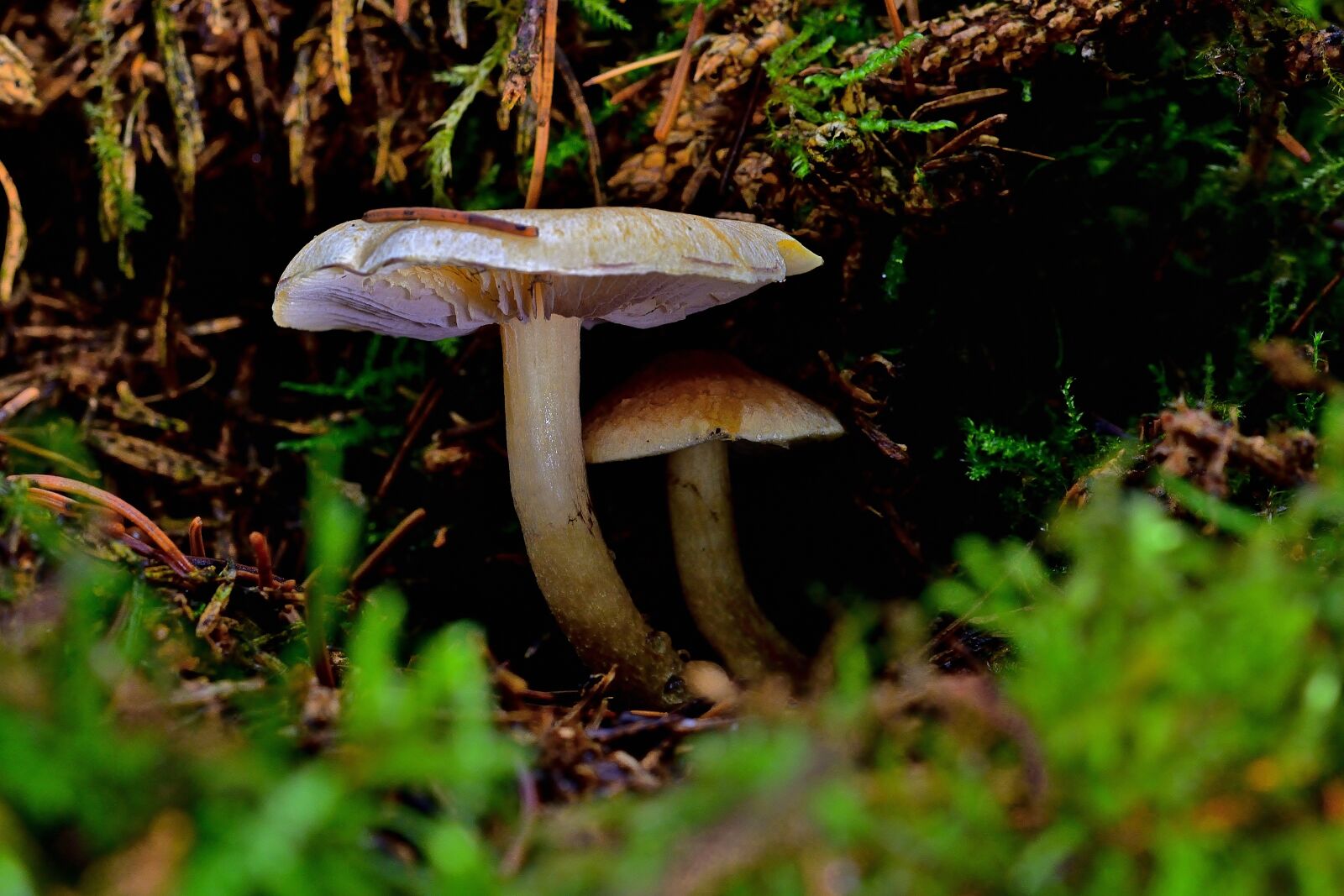 Nikon D5200 sample photo. Nature, forest, mushrooms photography