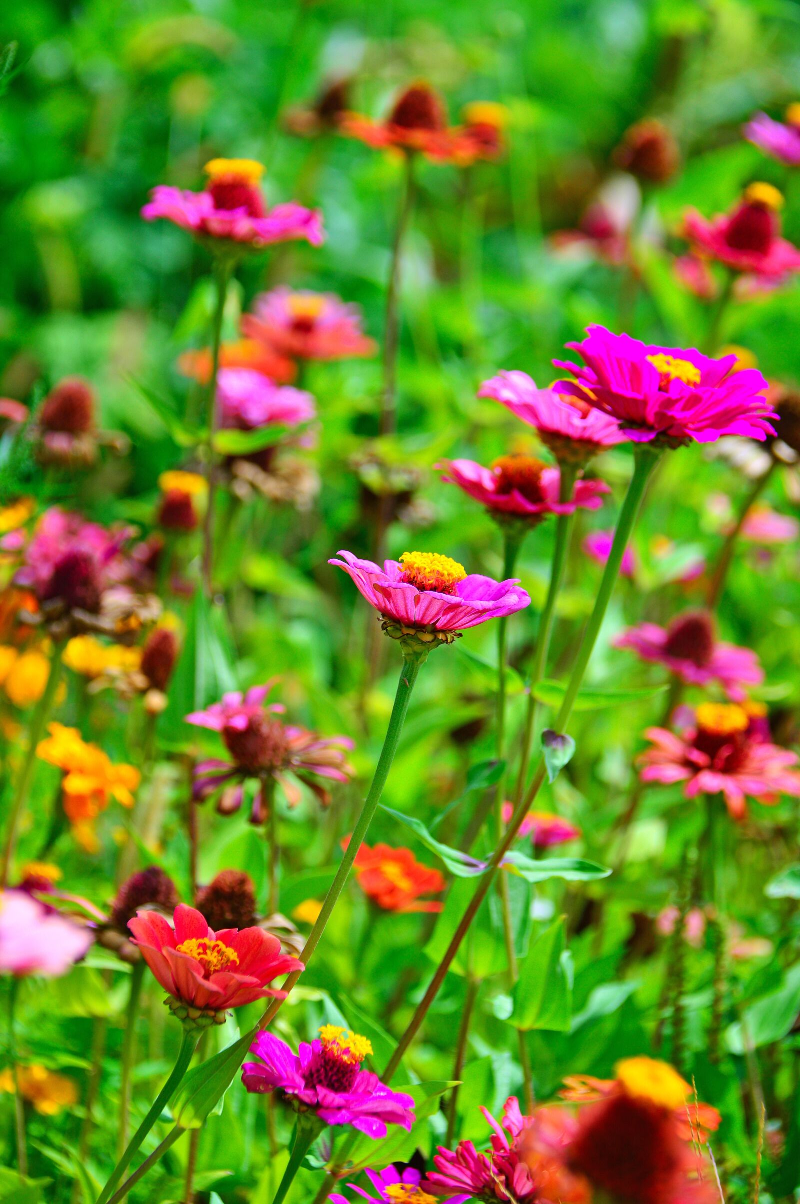 Nikon D3200 sample photo. Color, summer, flowers photography