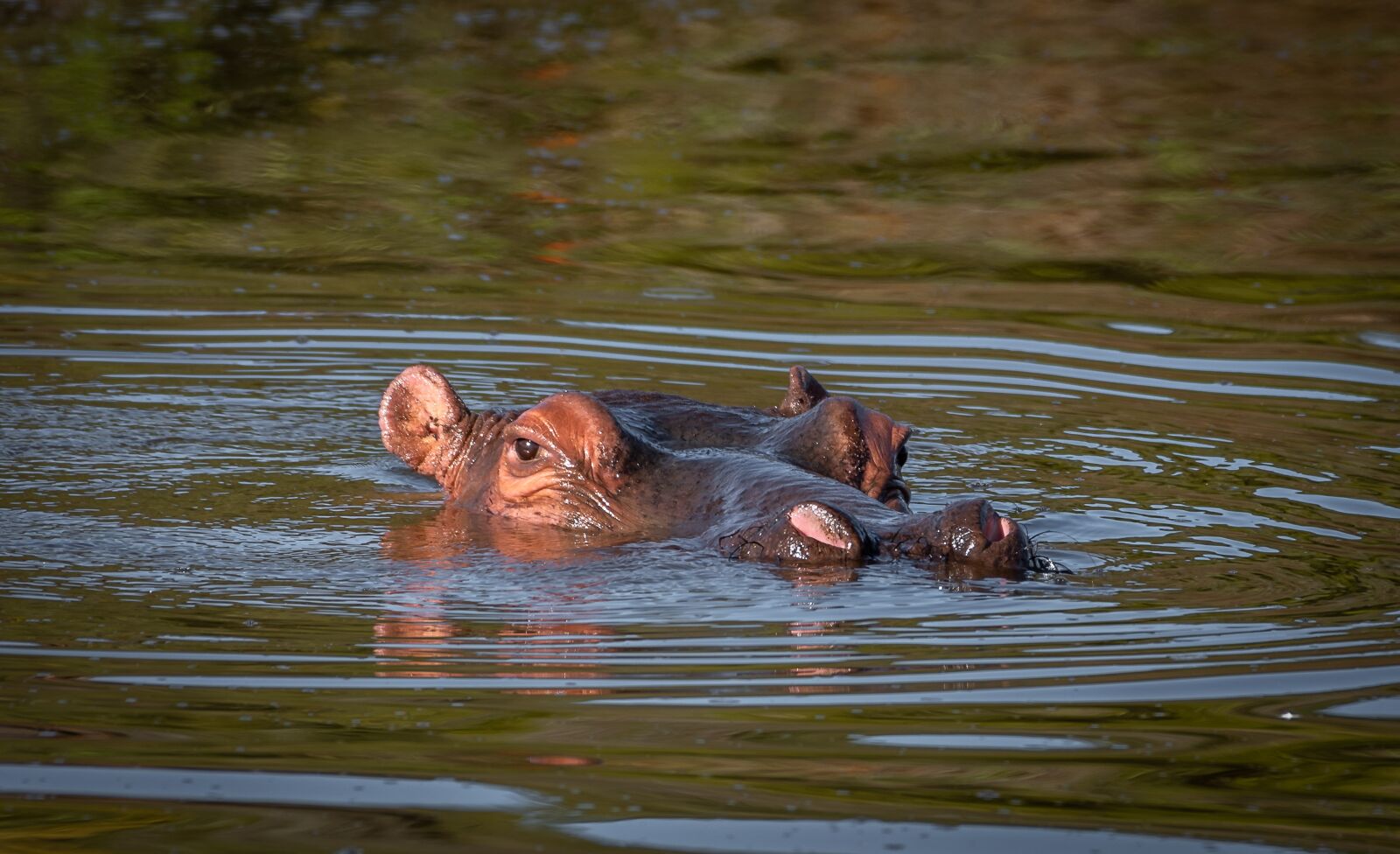 Nikon D750 sample photo. Hippo, water, head photography