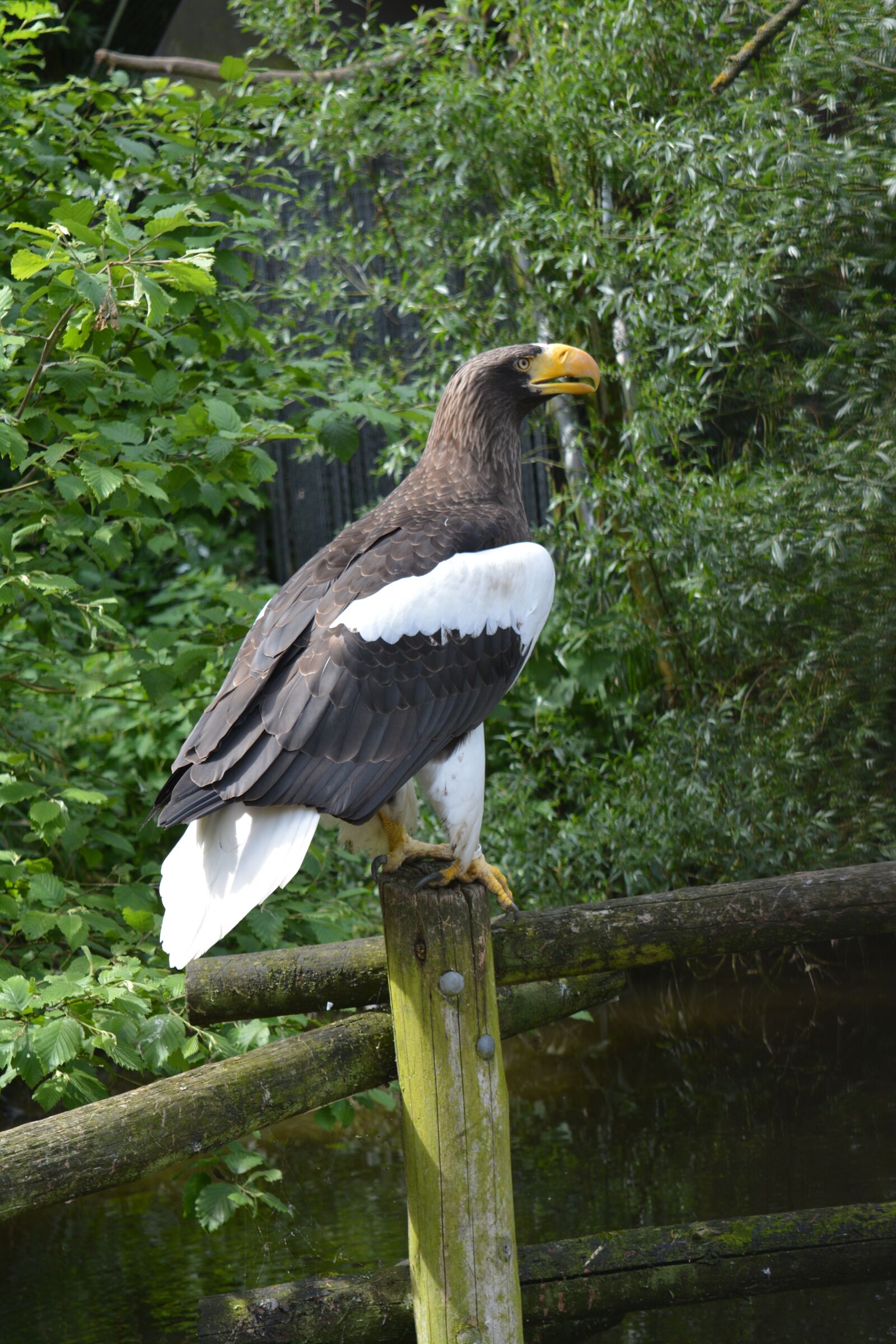 Nikon D5200 sample photo. Steller's sea eagle, bird photography