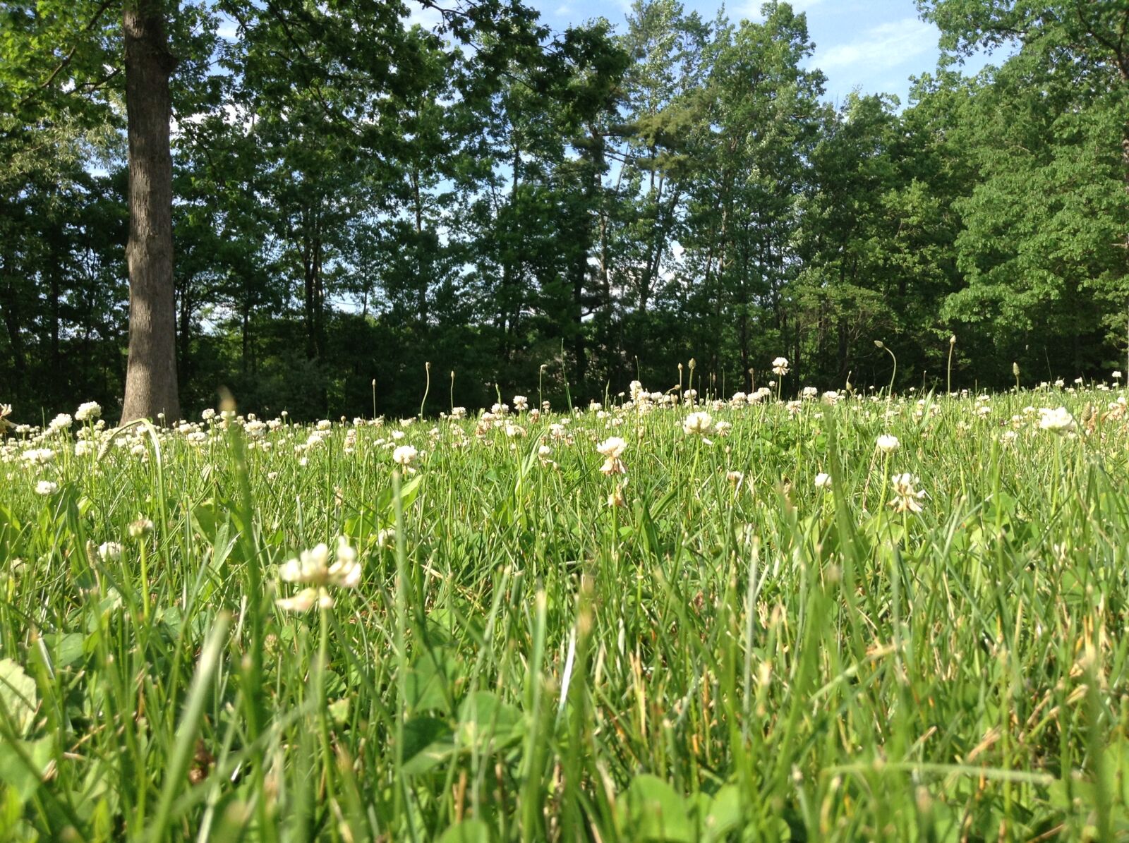Apple iPod touch sample photo. Forest, meadow, nature, woods photography