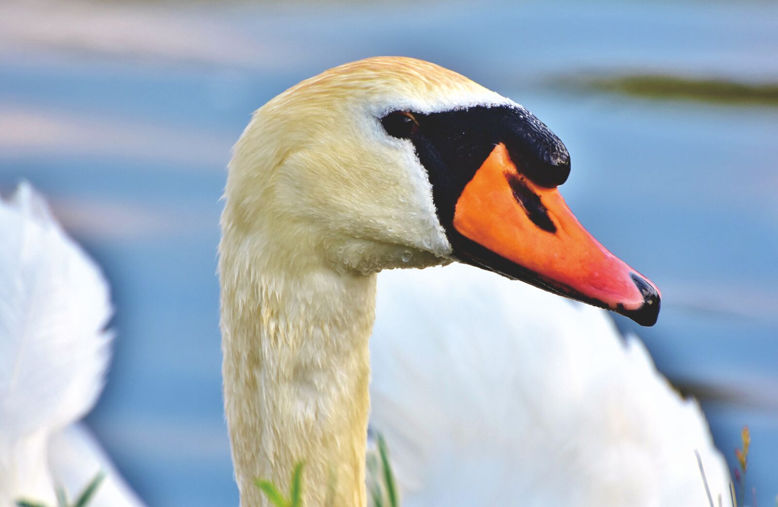 Nikon D7200 sample photo. Swan, gooseneck, water bird photography