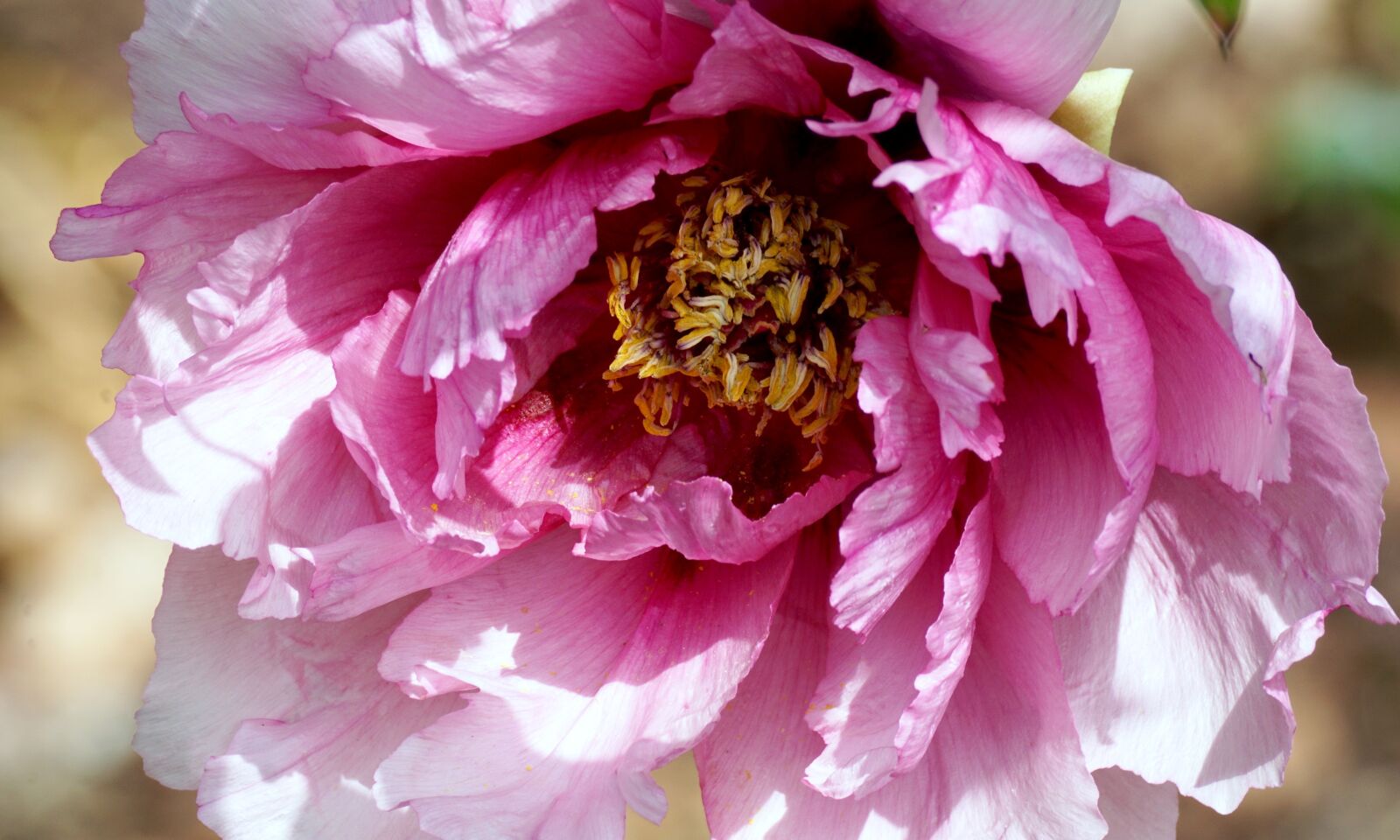 Sony DT 55-300mm F4.5-5.6 SAM sample photo. Peony, pentecost, plant photography