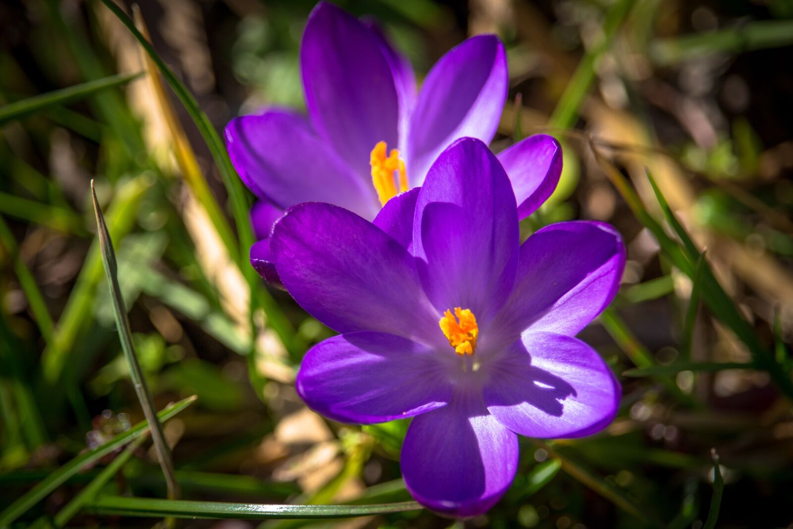 Canon EOS 100D (EOS Rebel SL1 / EOS Kiss X7) sample photo. Crocus, spring, spring flower photography