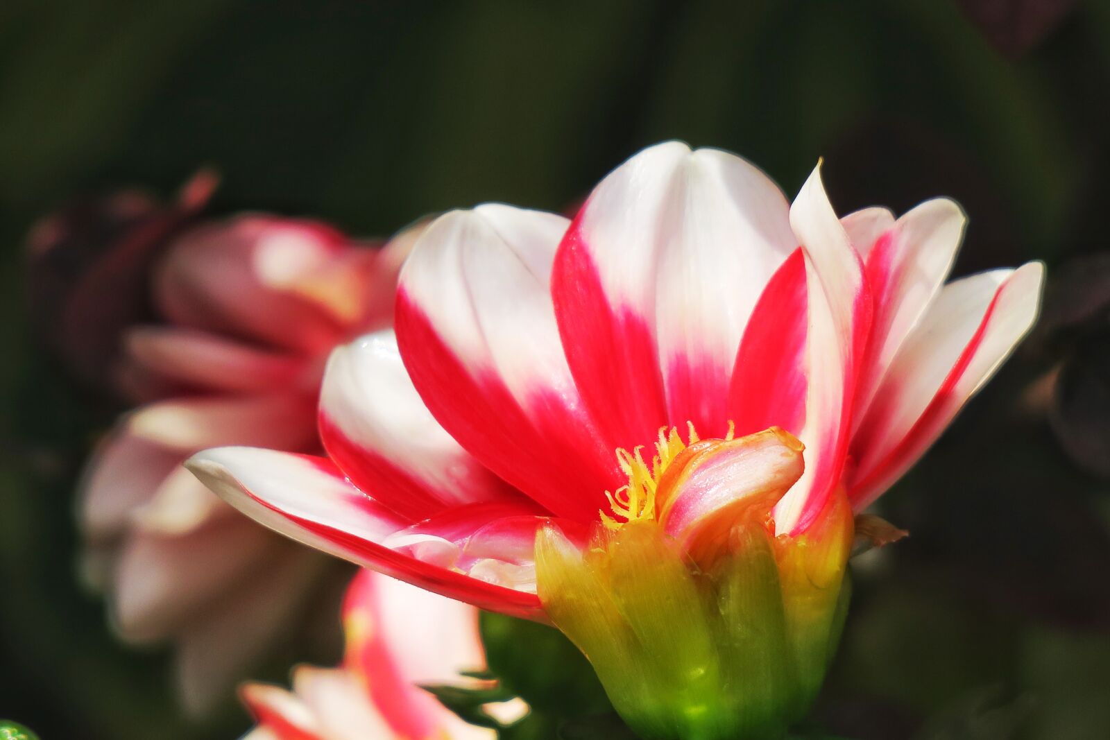 Canon PowerShot G3 X sample photo. Flower, nature, plant photography