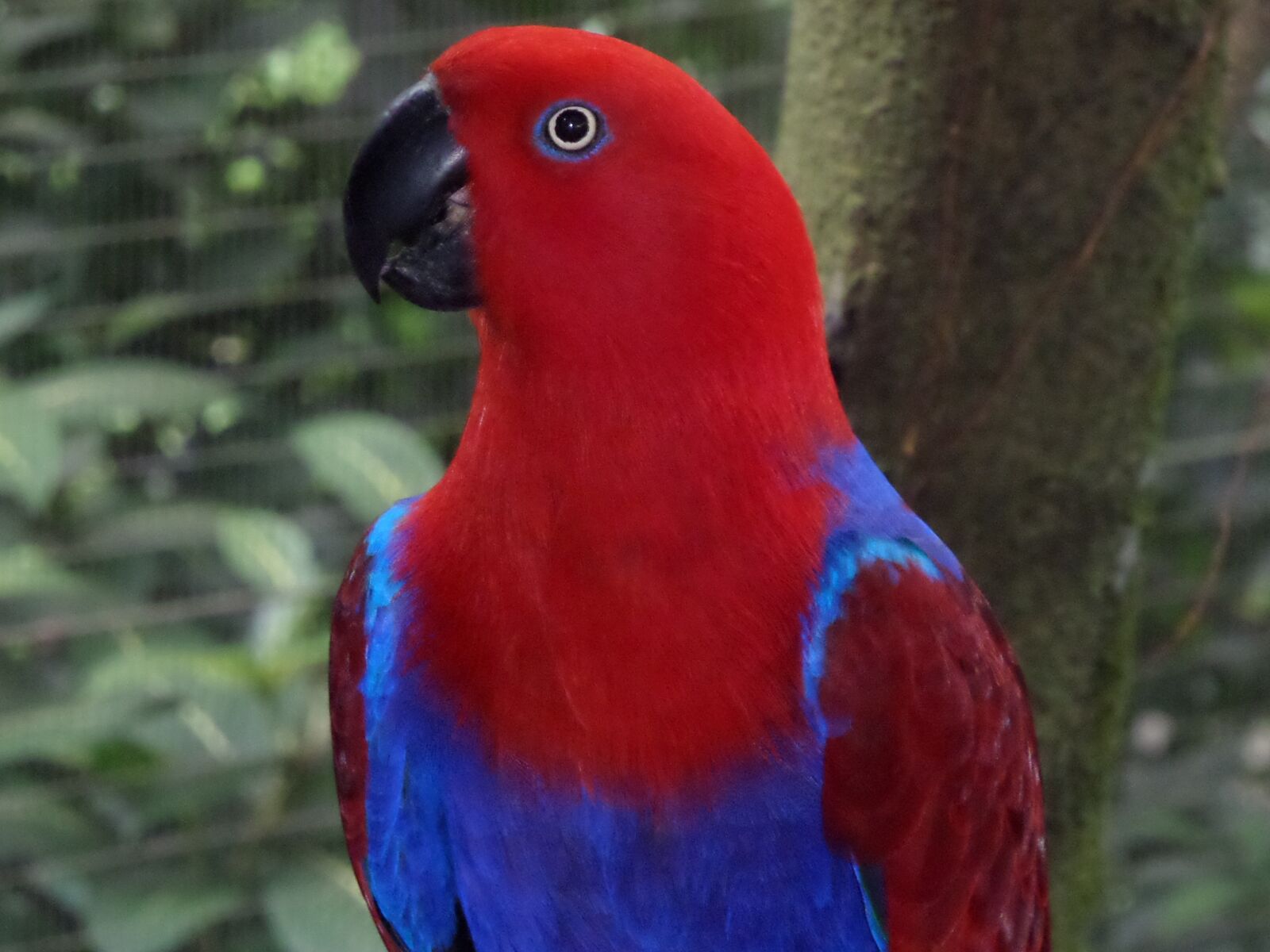 Samsung WB30F/WB31F/WB32F sample photo. Bird, parrot, eyes photography