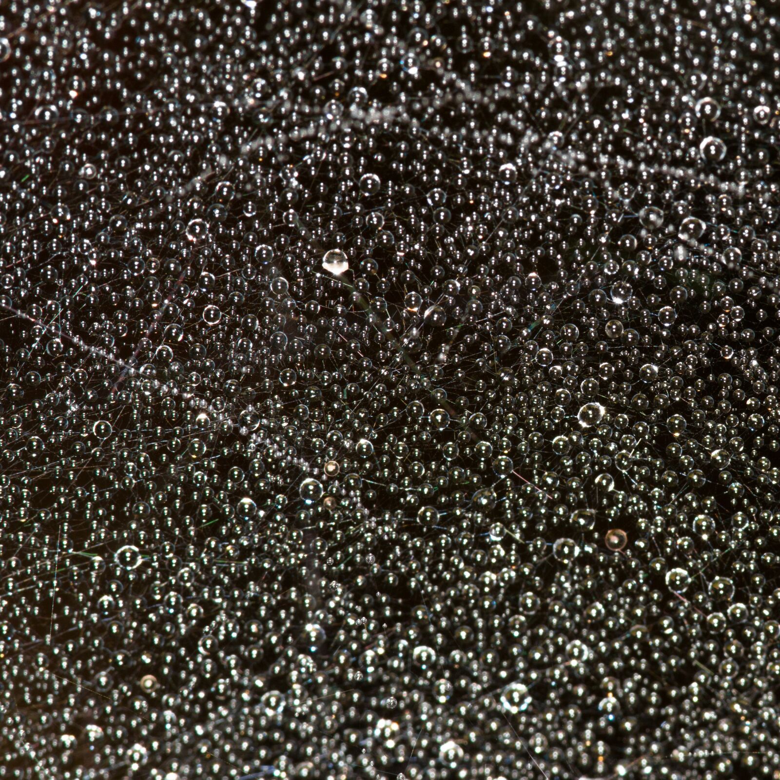 Canon EOS 70D sample photo. Web, dew, cobweb photography