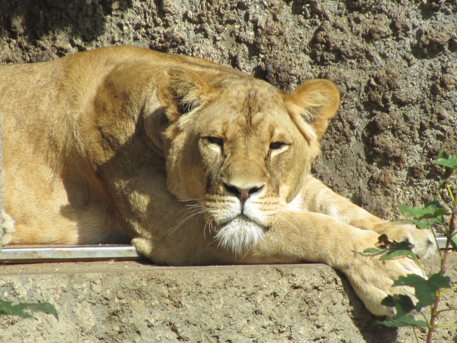 Canon PowerShot SX210 IS sample photo. Lion, zoo, animal photography