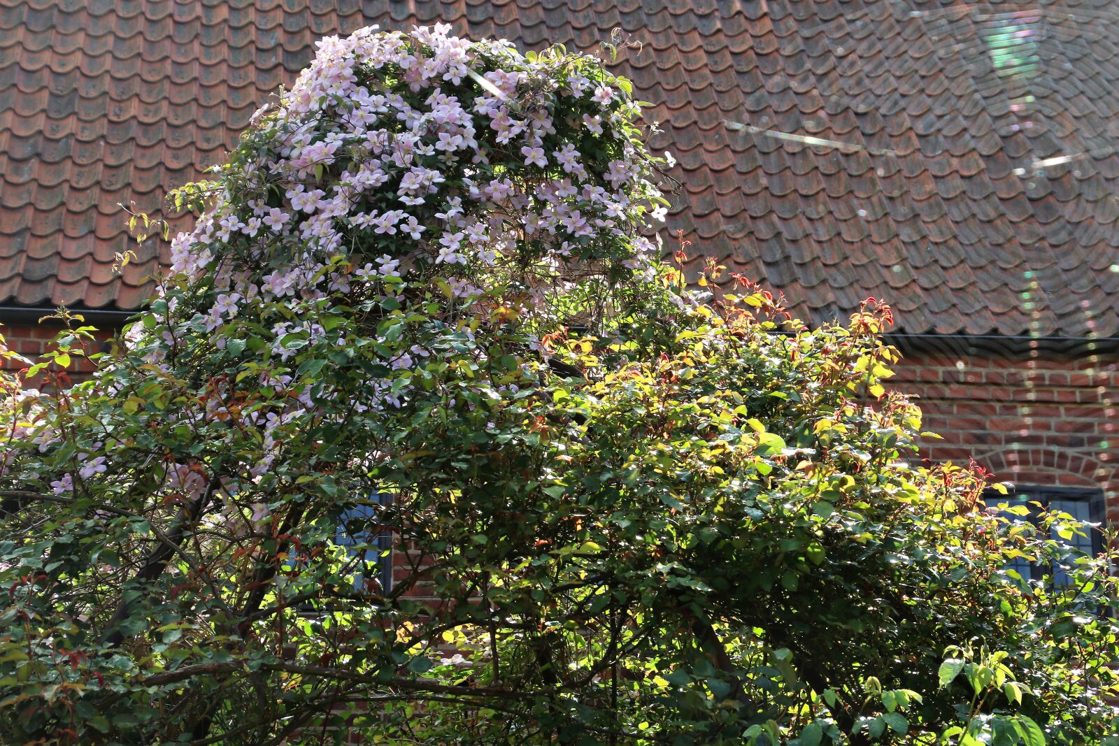 Canon EOS 7D Mark II sample photo. Bricks, dome, flowers, garden photography