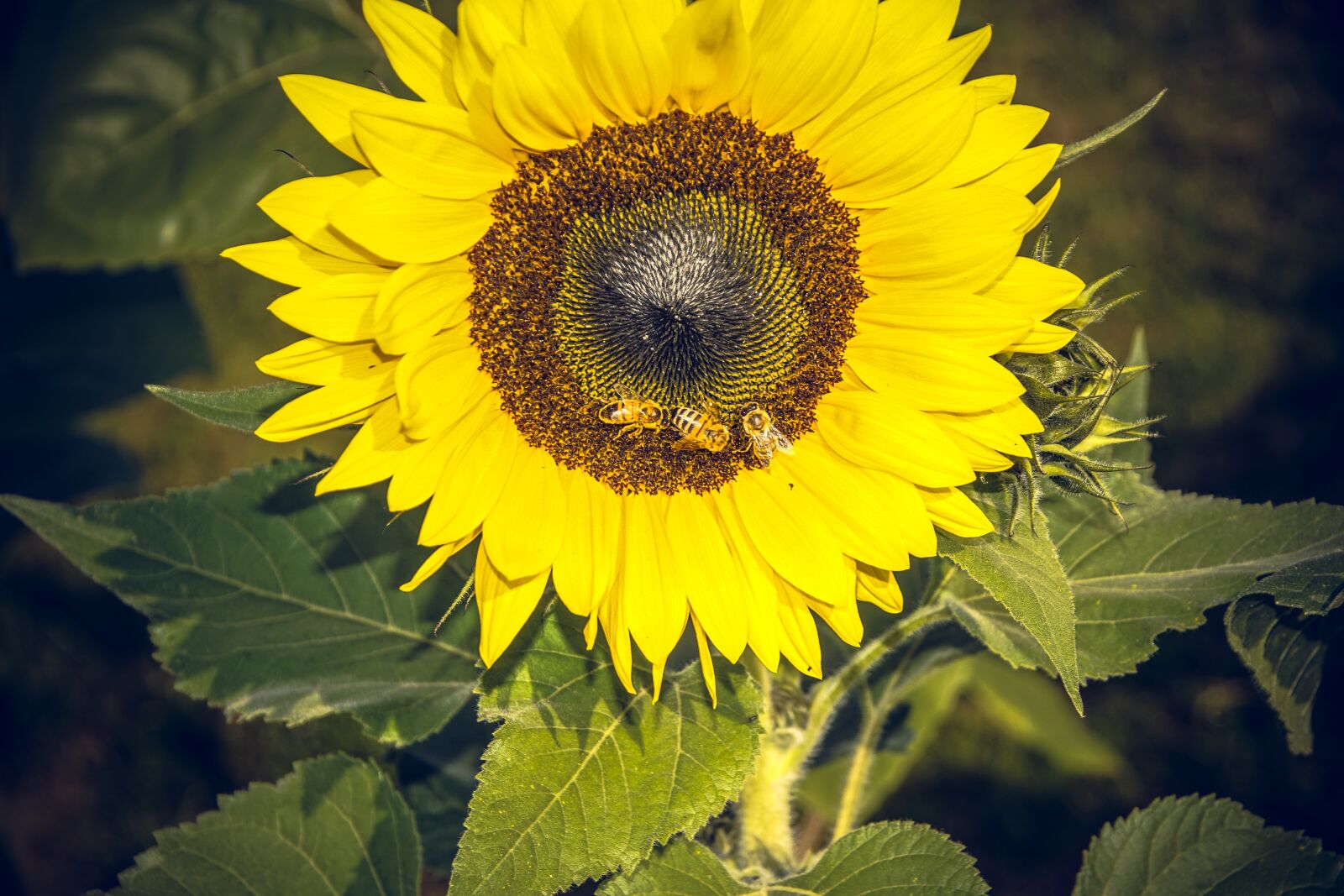 Sony ILCA-77M2 sample photo. Sunflower, blossom, bloom photography