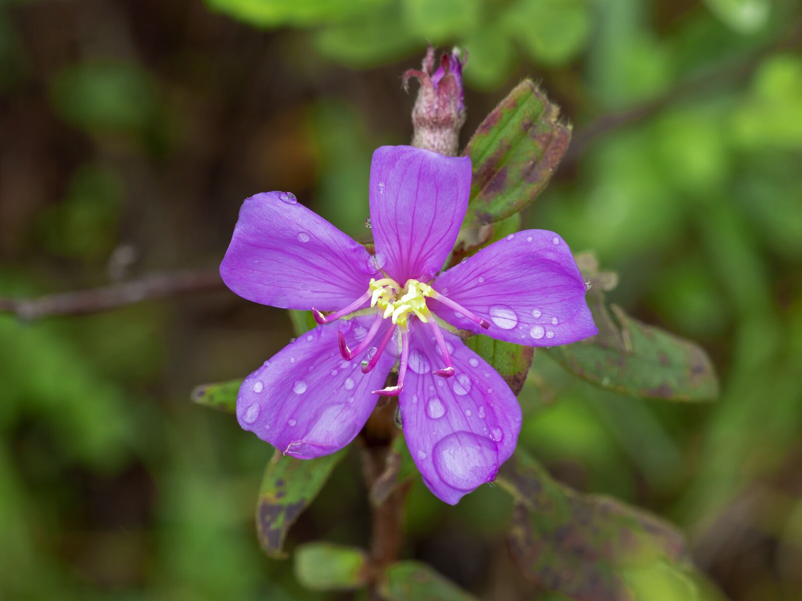 Olympus OM-D E-M1 Mark II + Olympus M.Zuiko Digital ED 40-150mm F2.8 Pro sample photo. Flower, leaf, blue photography