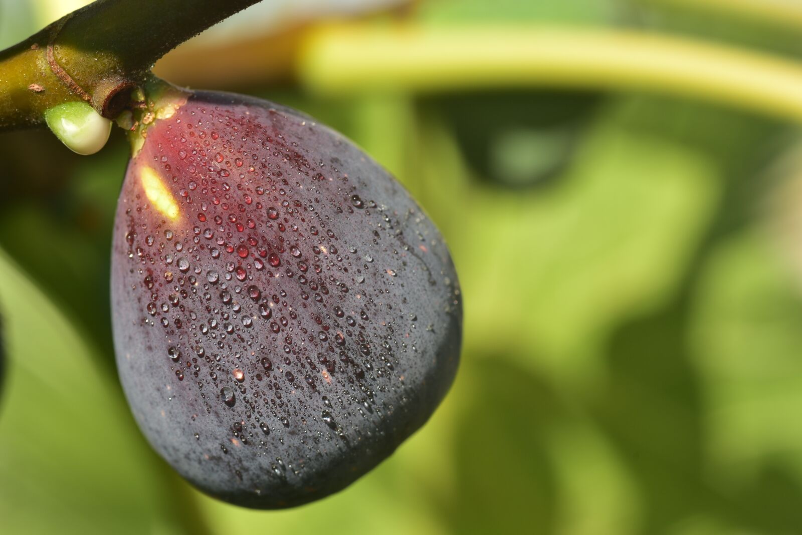 Nikon D750 sample photo. Fig, blue, ripe photography