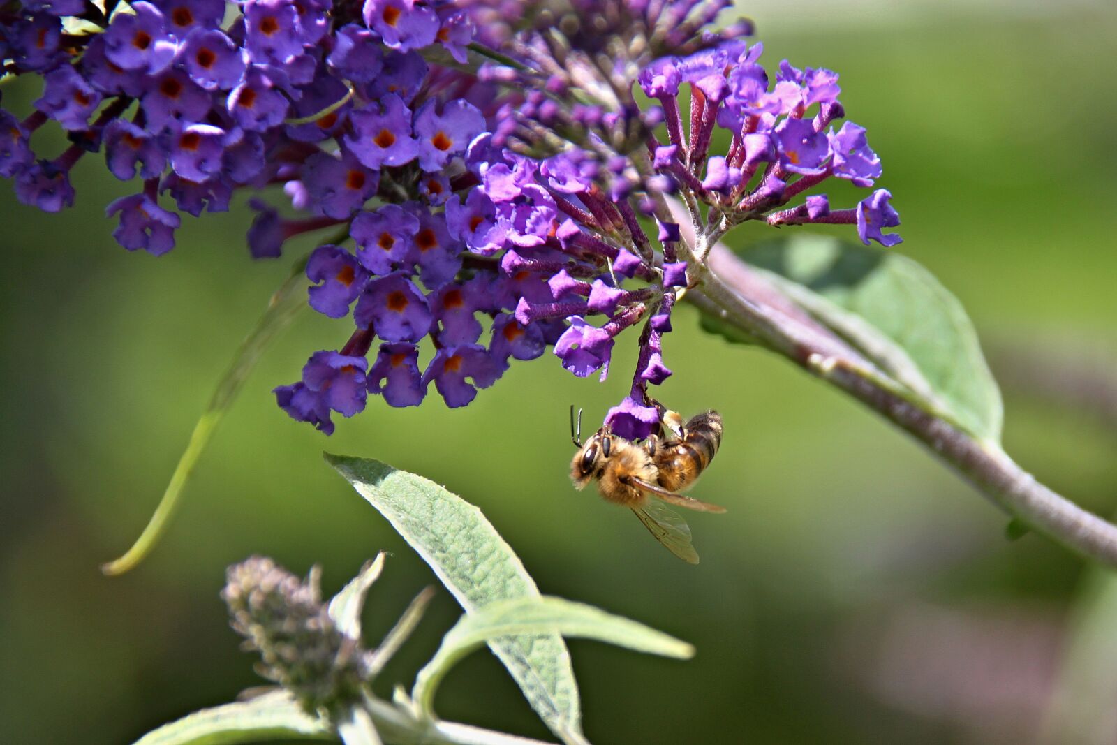 Canon EOS 500D (EOS Rebel T1i / EOS Kiss X3) sample photo. Butterfly bush, garden, violet photography