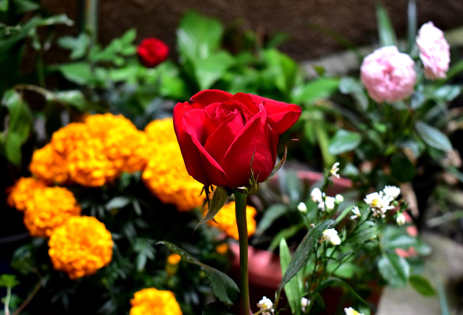 Nikon D5600 sample photo. Rosa, flower, plant photography