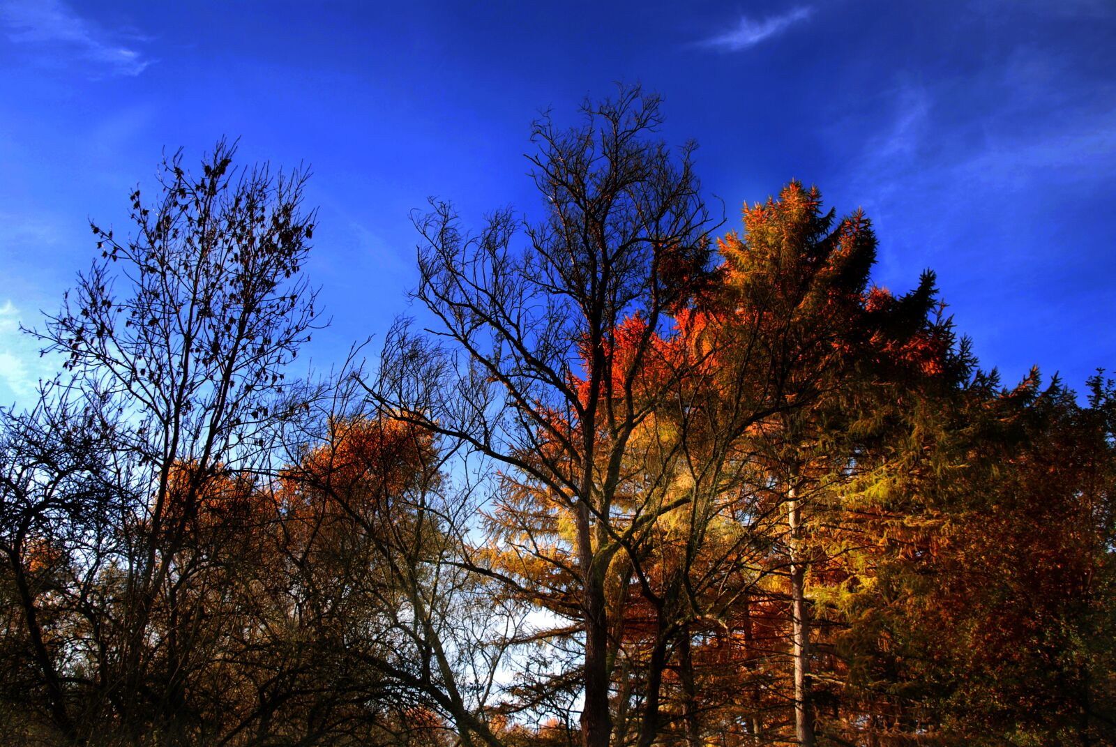 Nikon D80 sample photo. Autumn, indian summer, nature photography