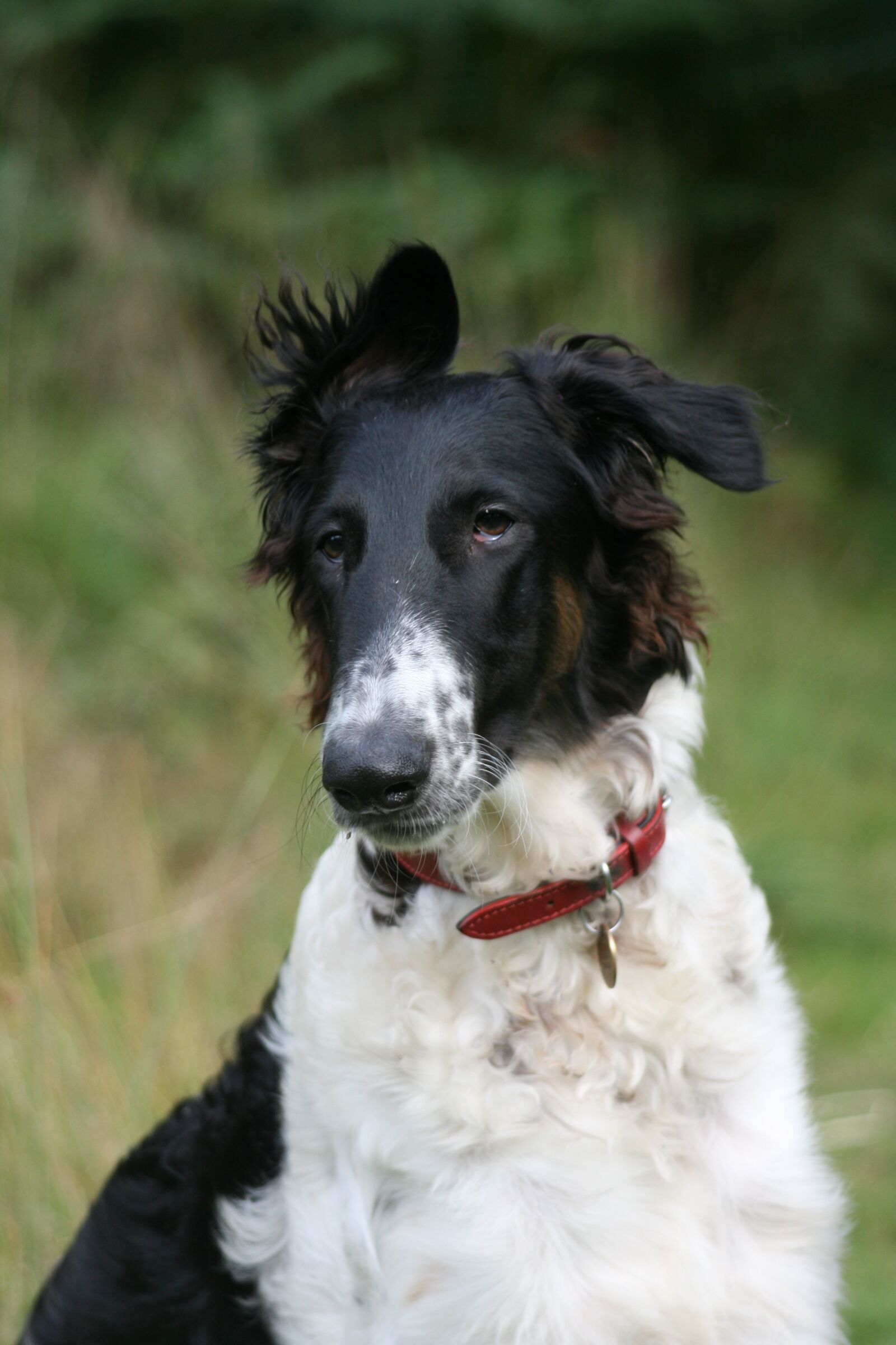 Canon EOS 400D (EOS Digital Rebel XTi / EOS Kiss Digital X) sample photo. Borzoi puppy, dog, canine photography