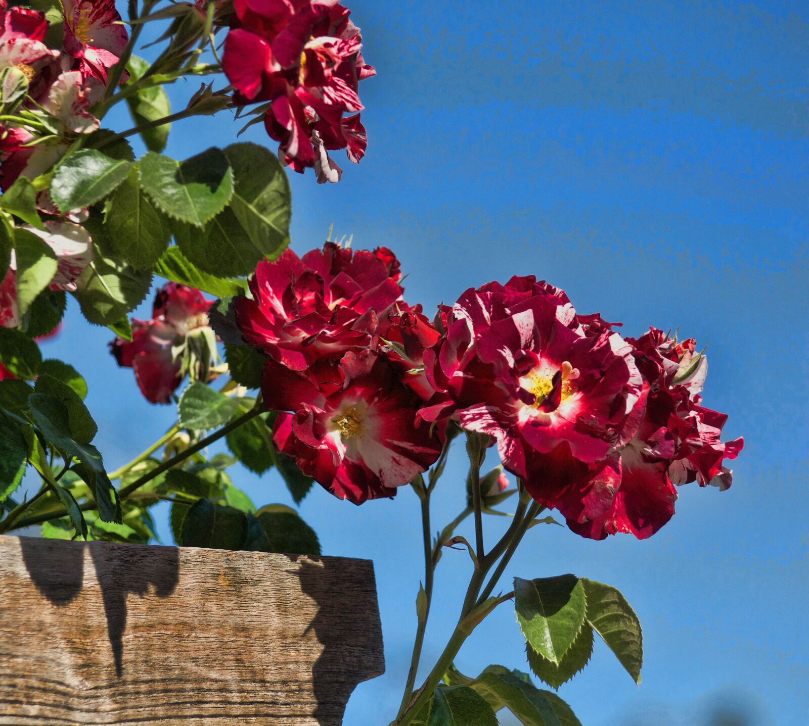 Nikon D5100 sample photo. Bloom, blooming, flowers, blooms photography