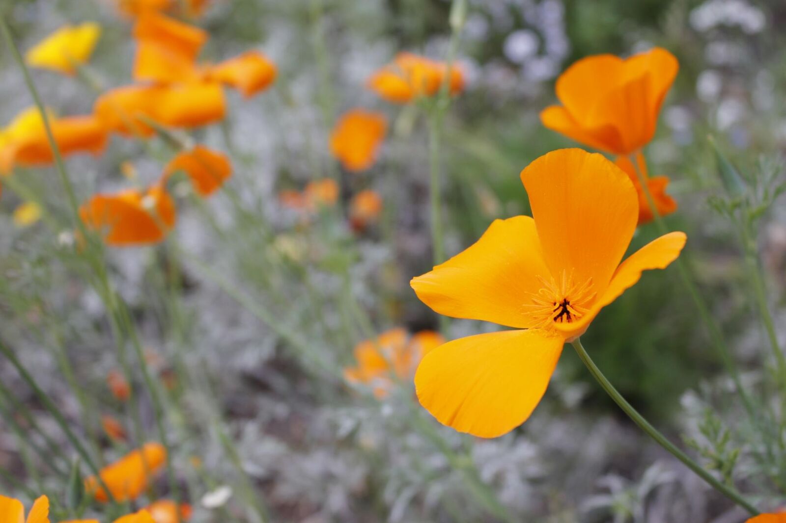 Canon EOS 550D (EOS Rebel T2i / EOS Kiss X4) sample photo. Yellow, orange, flower photography